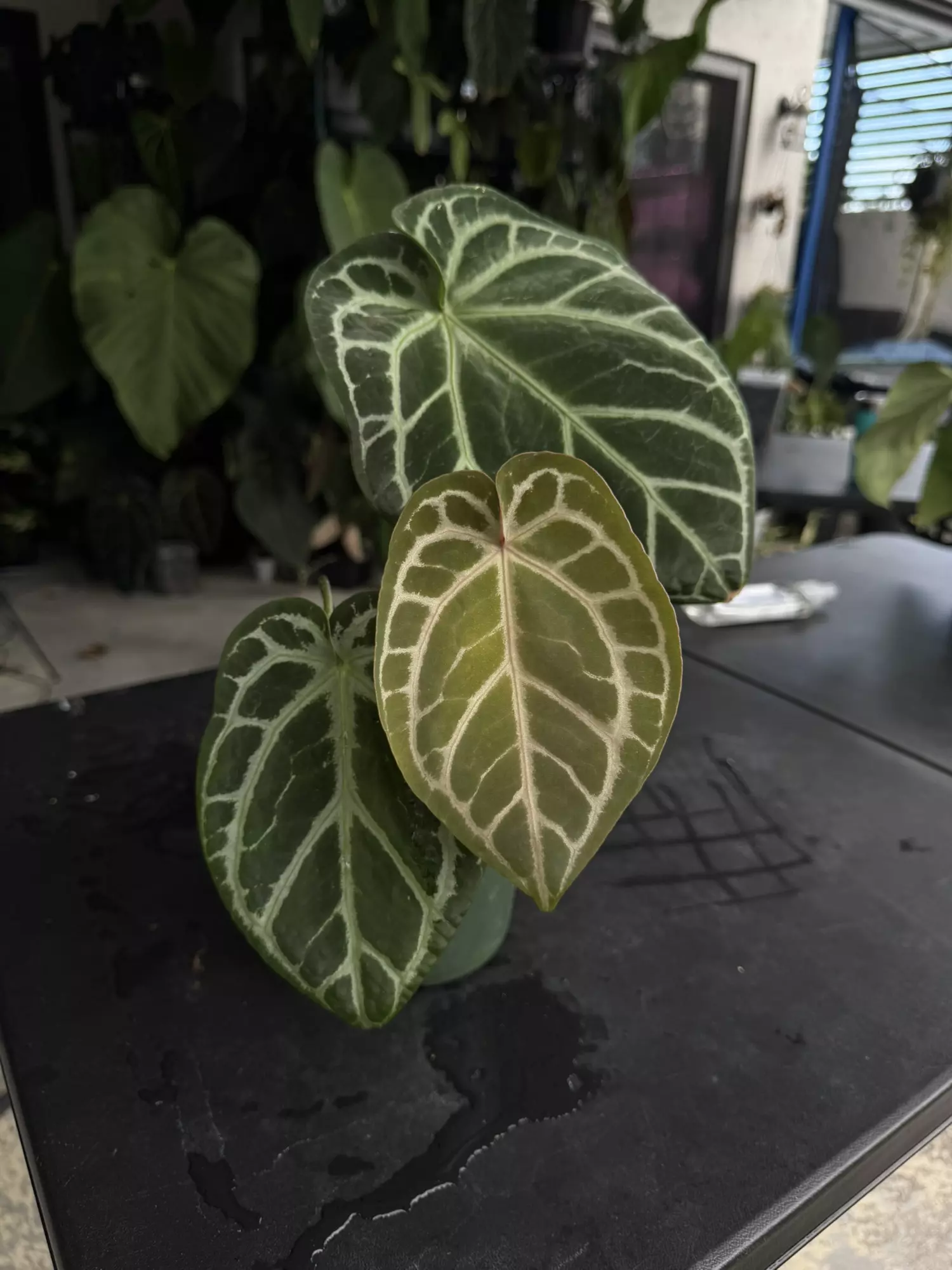 plant/SKG Red Crystal with Offset-0