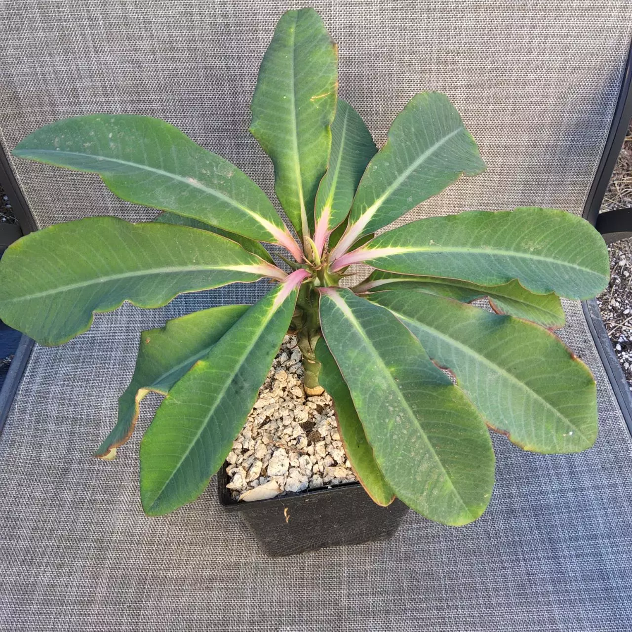 plant/Euphorbia viguieri v ankarafantsiensis in 1 gallon-0