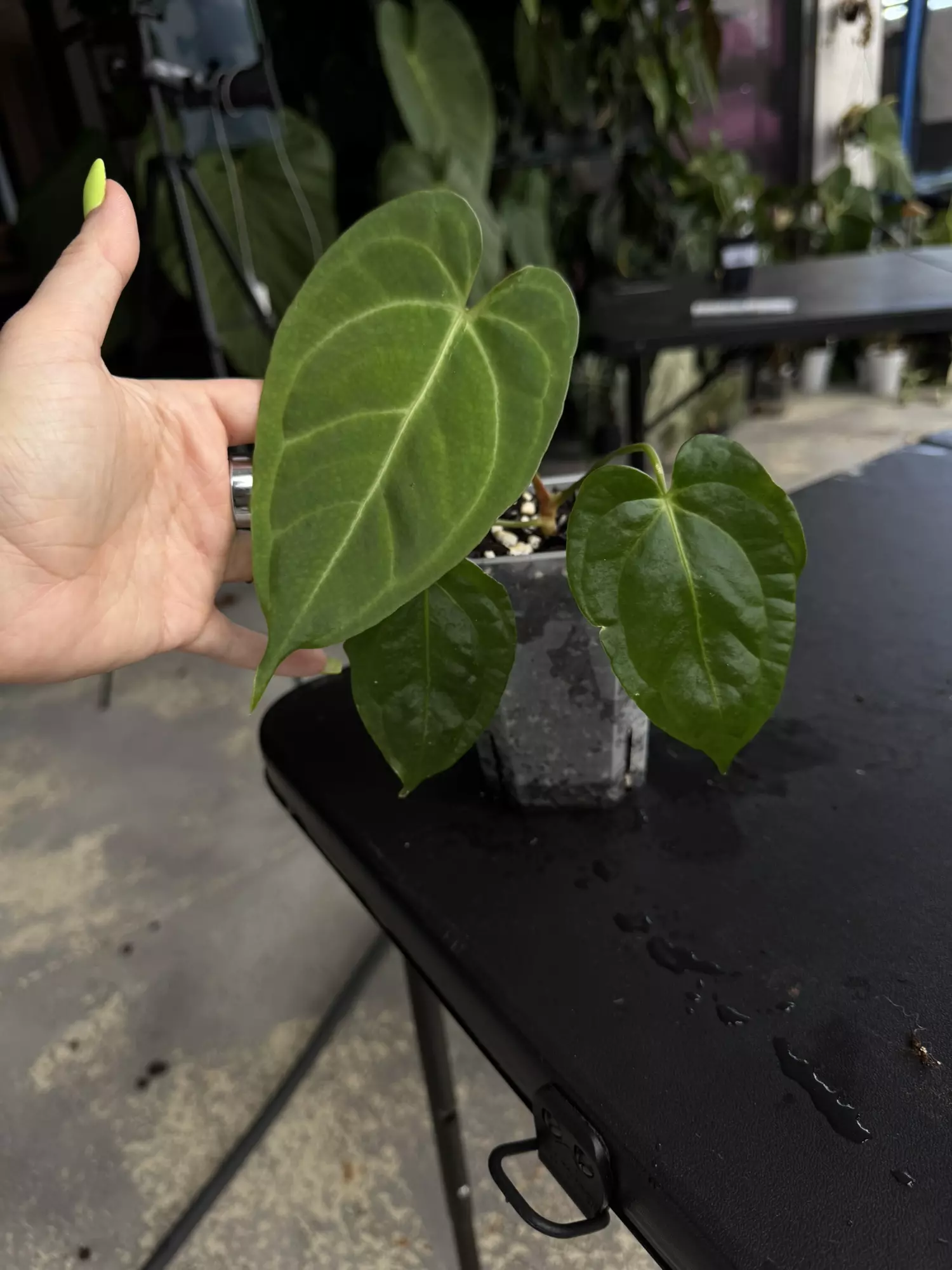 plant/Tezula Anthurium Rioclarense x Pap Ree Gardens Clone-0