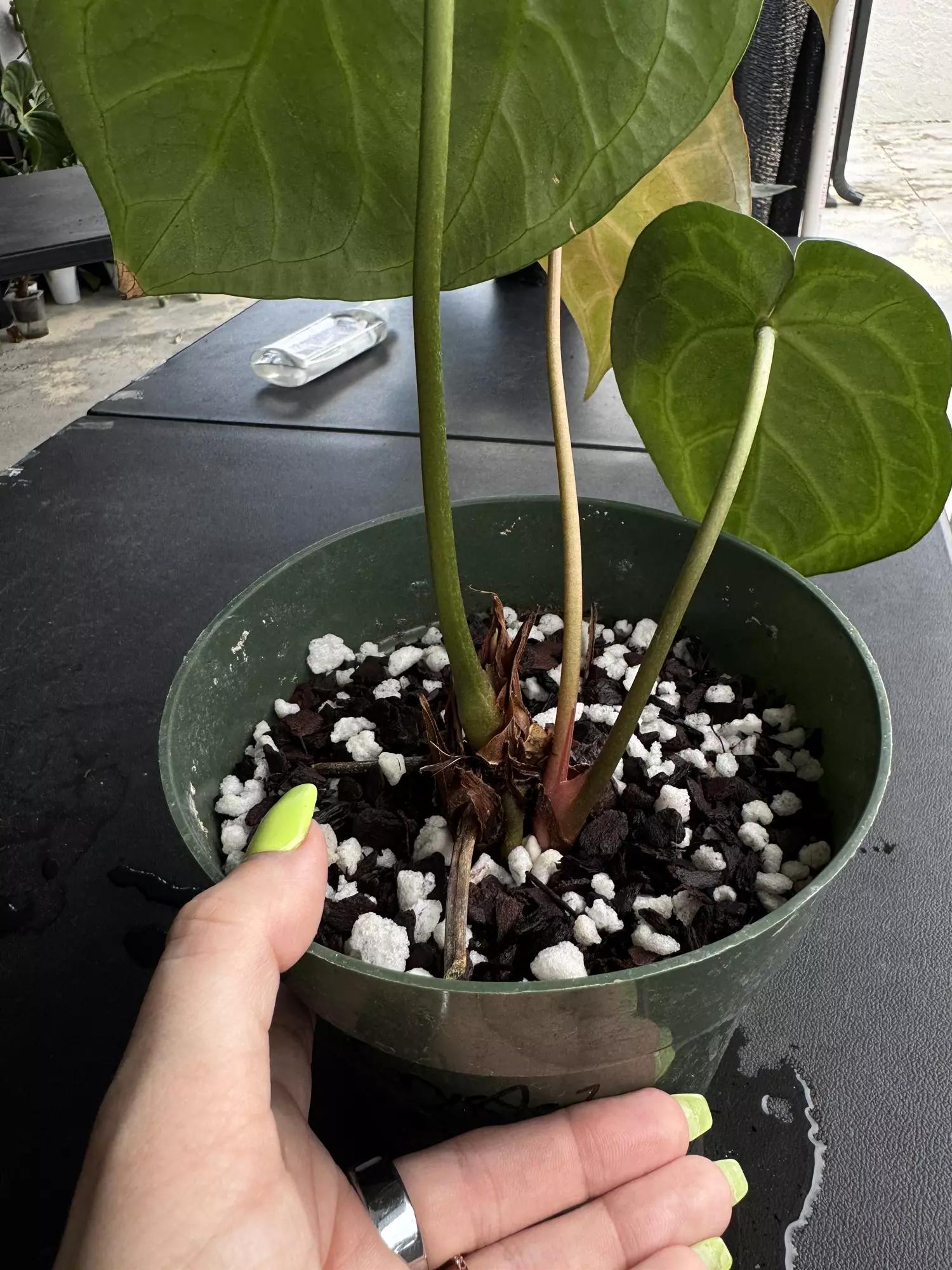 plant/SKG Red Crystal with Offset-2