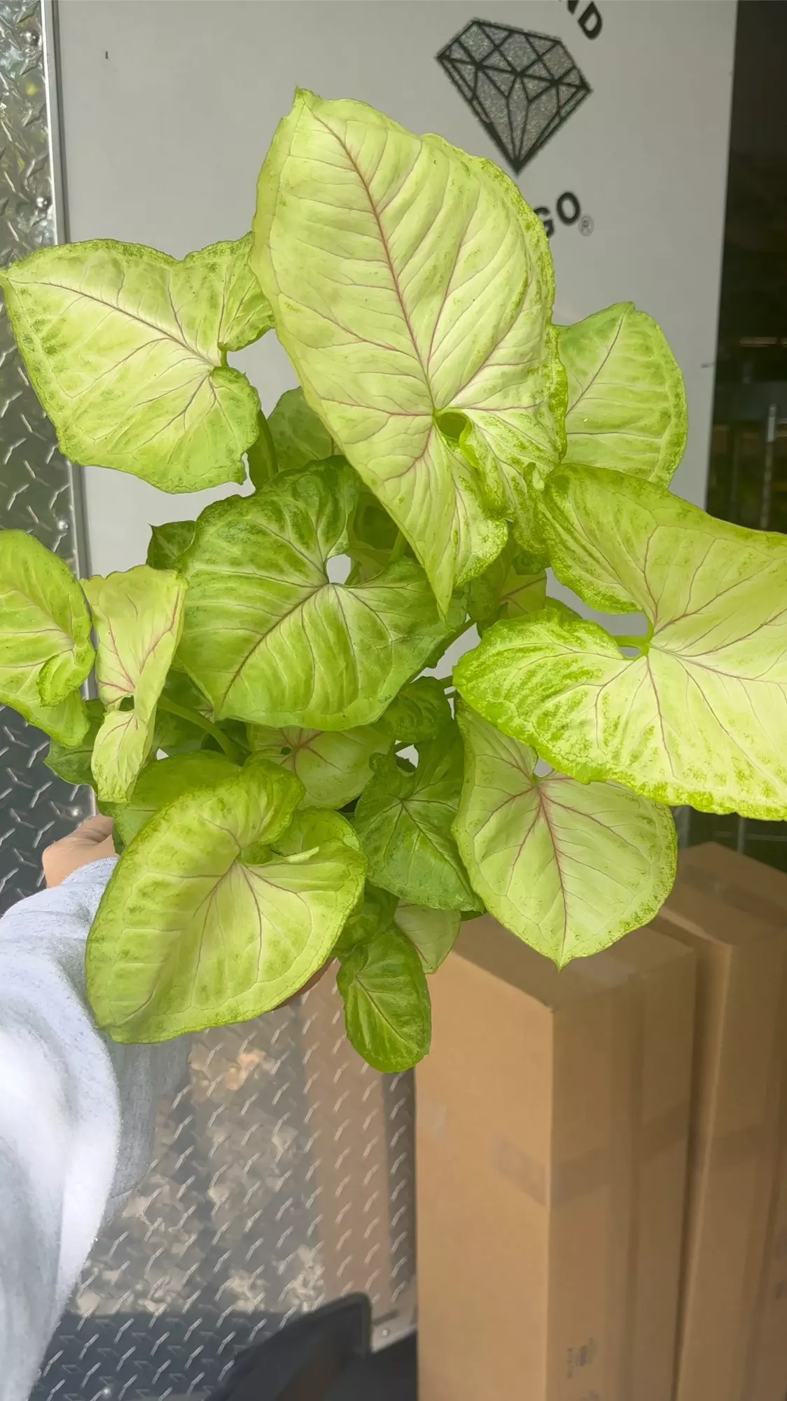 plant/Syngonium kiwi (growers choice but all huge!)-0