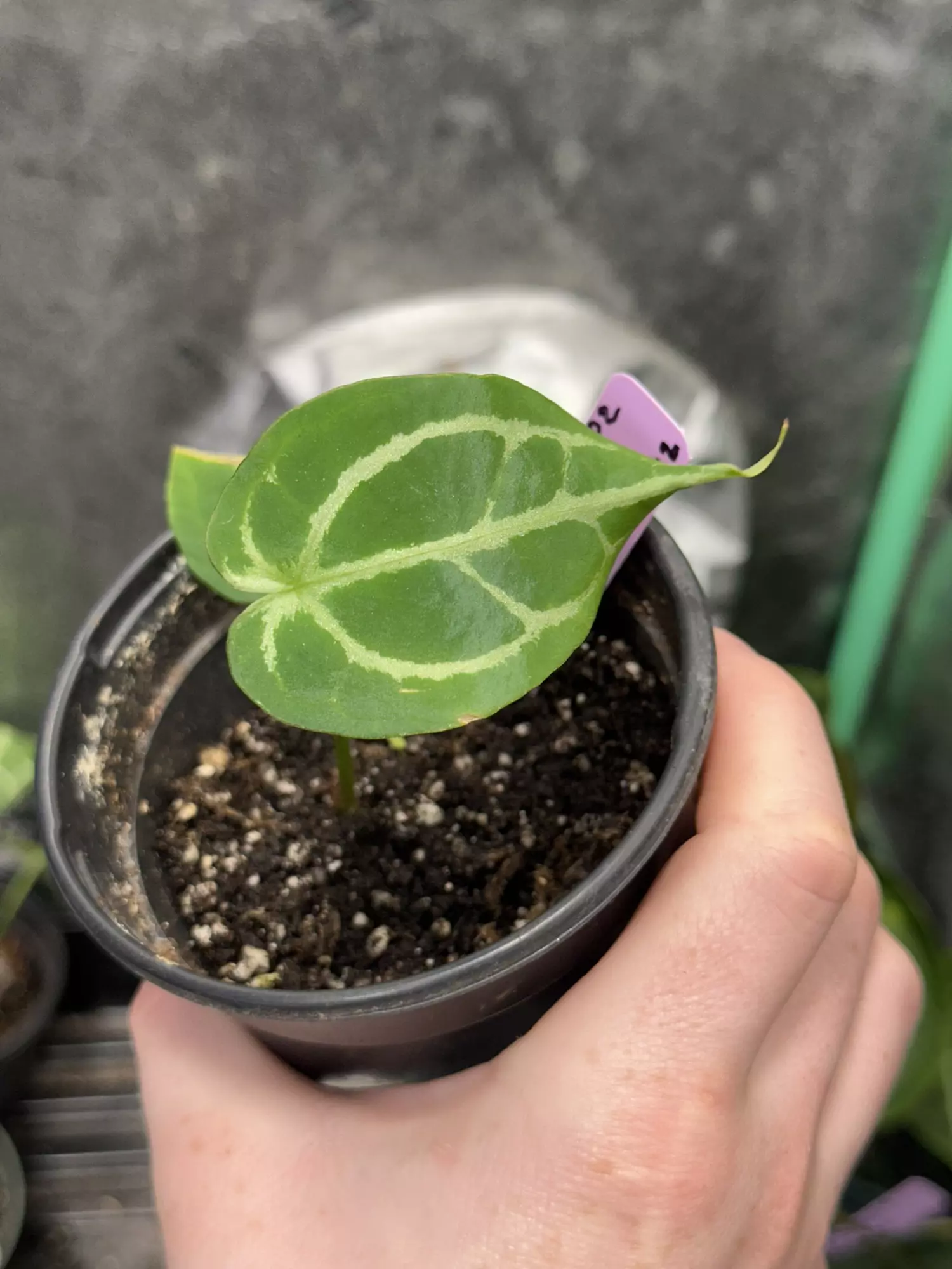 plant/Anthurium Selby’s Silver X Forgetii Silver-0