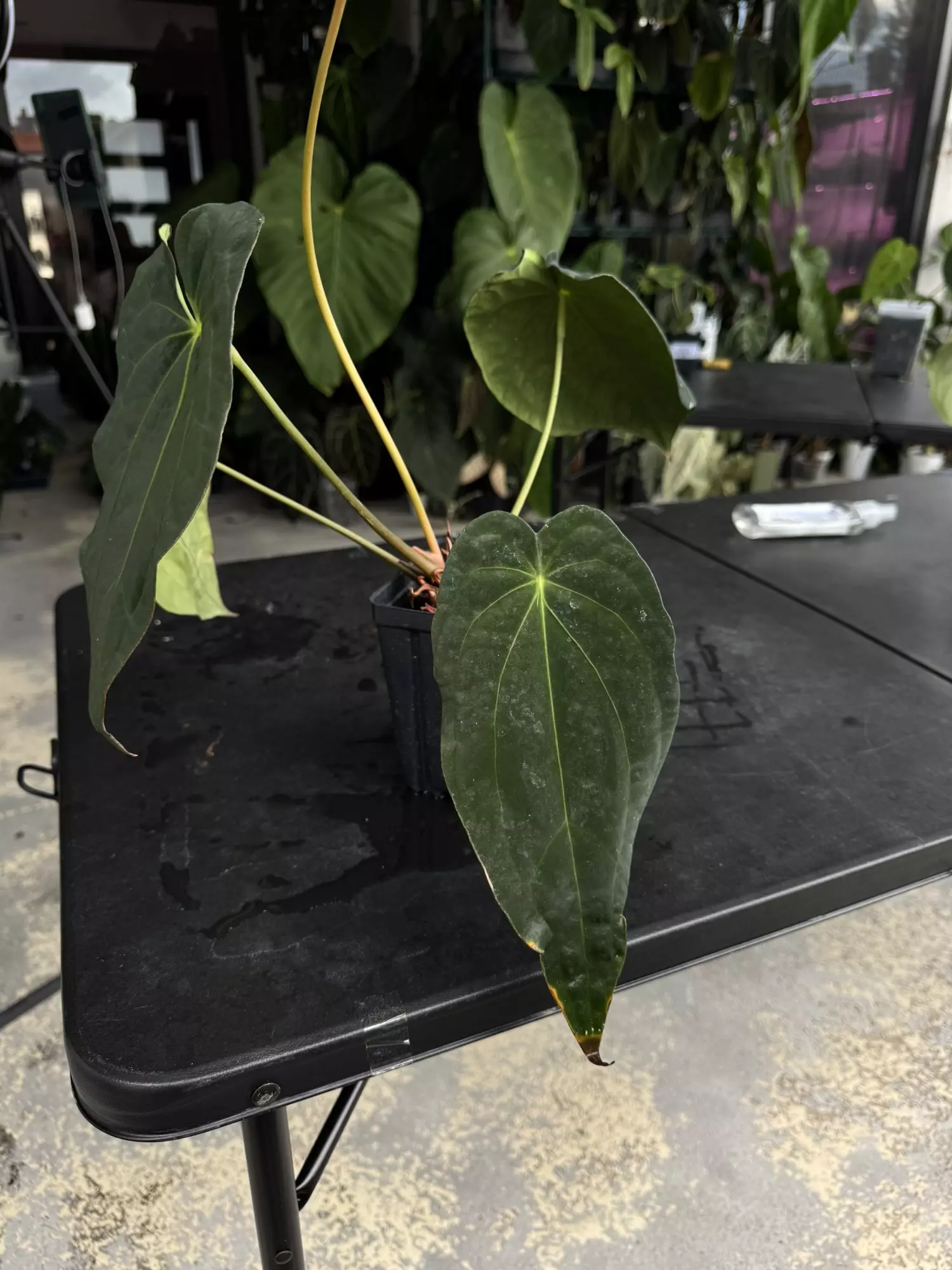 plant/Tezula Anthurium Carla BVEP-1