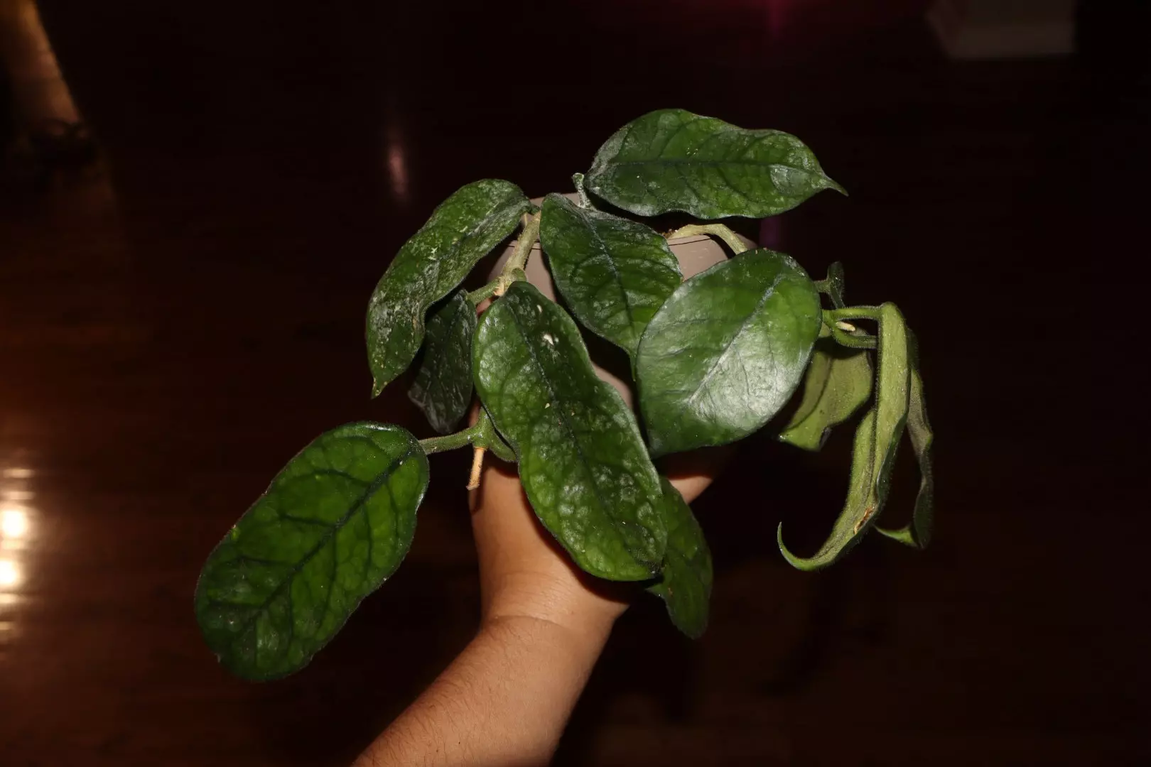 plant/Hoya Villosa-0