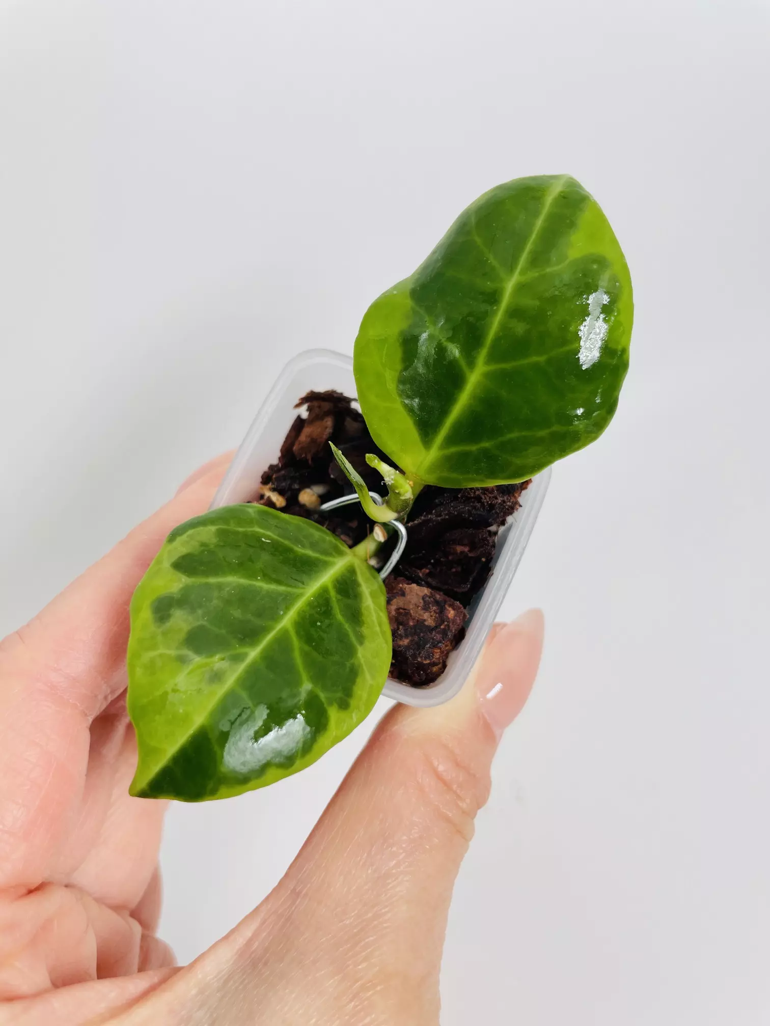 plant/Hoya Obscura Albo (Outer Var.) 0473-0