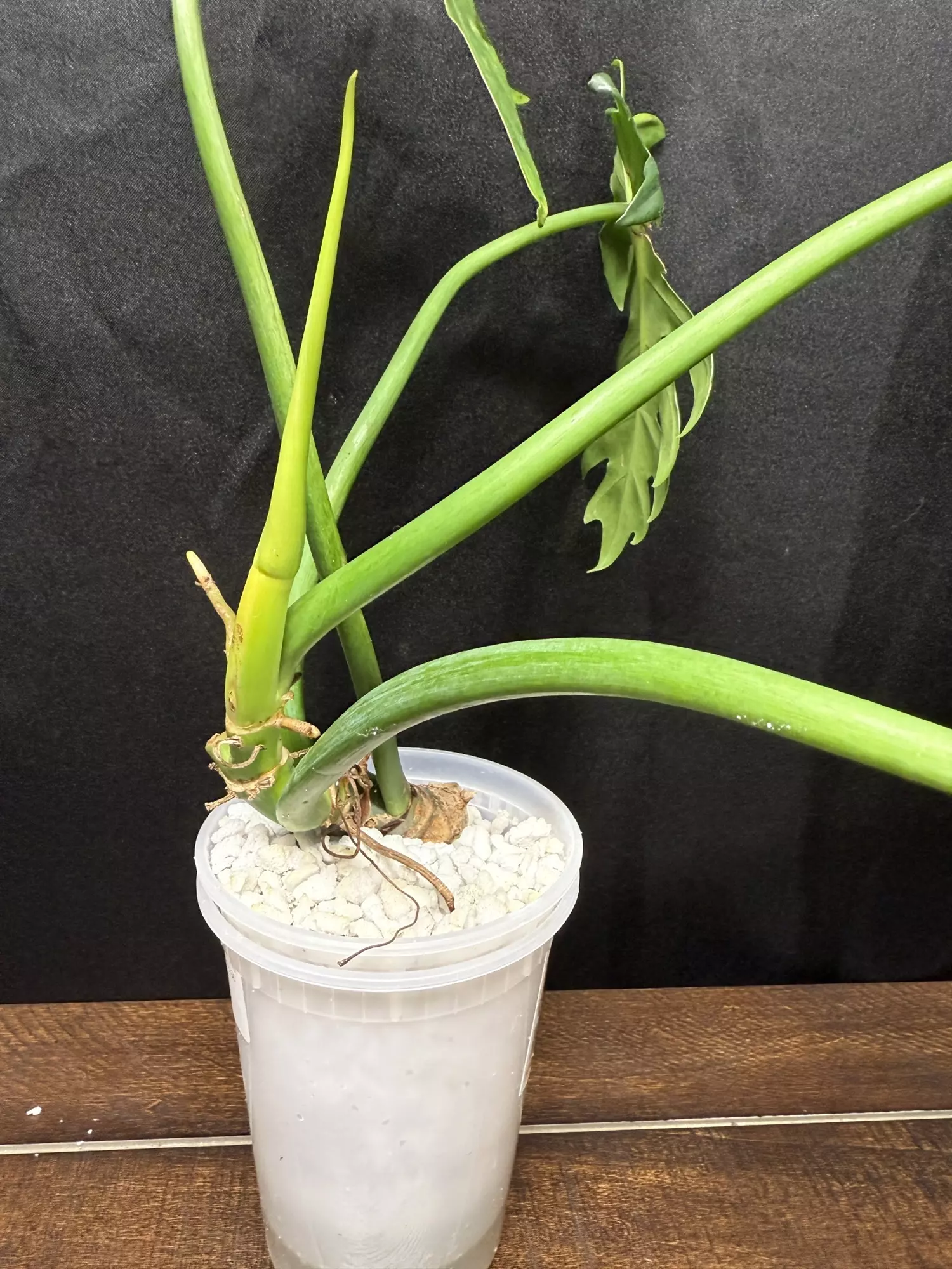 plant/Philodendron Radiatum Variegated-4