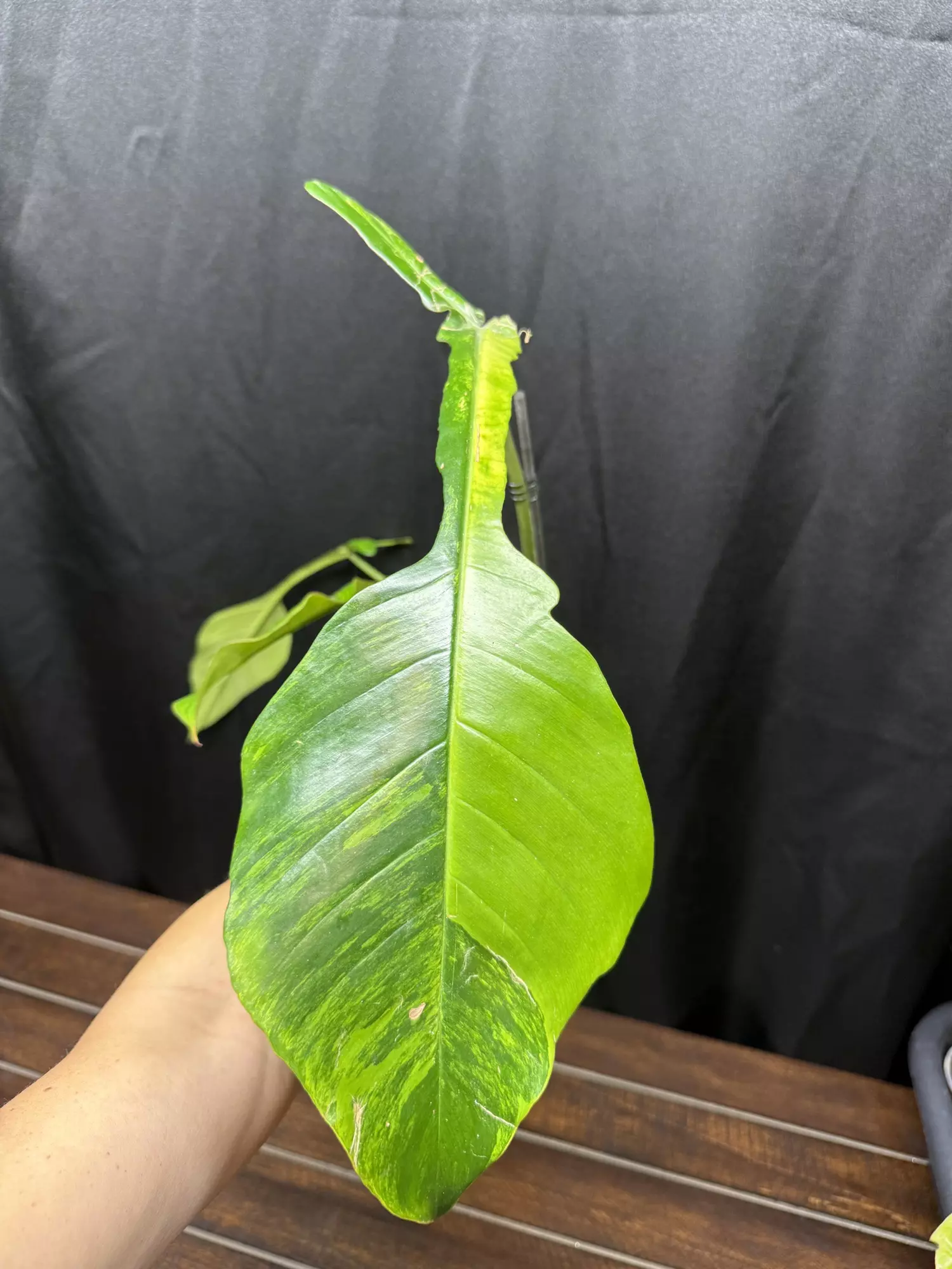 plant/Philodendron Joepii GoG-0