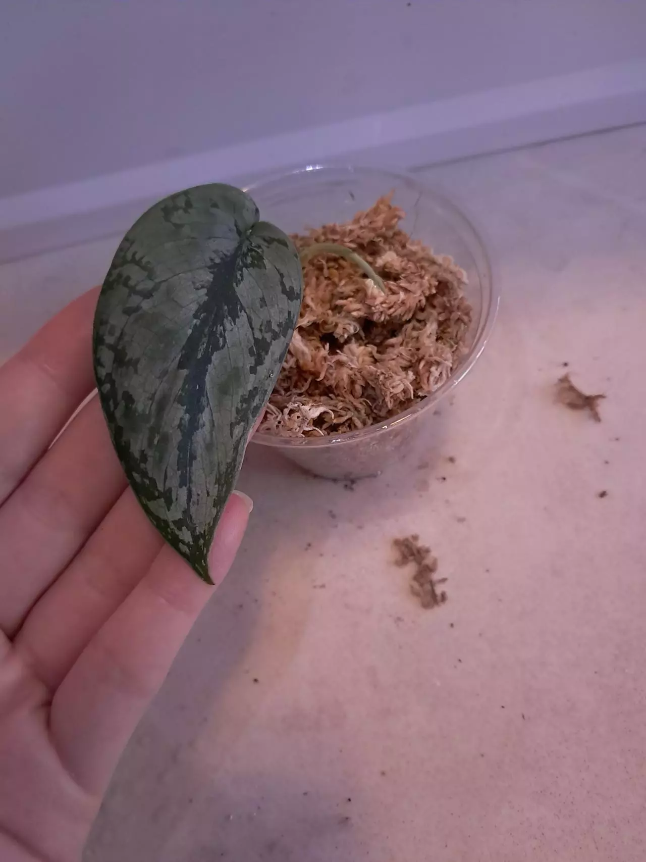 plant/Scindapsus Peasun!-0