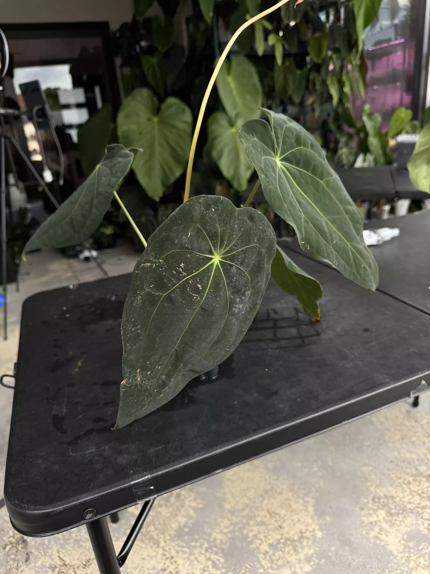 plant/Tezula Anthurium Carla BVEP-3