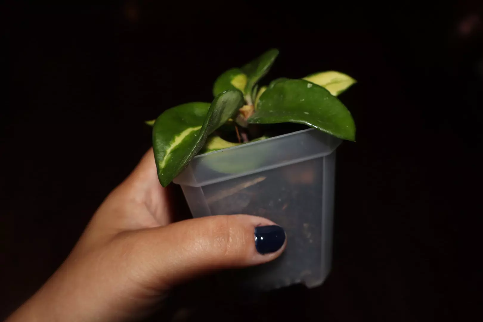 plant/Hoya Carnosa Brazil-2