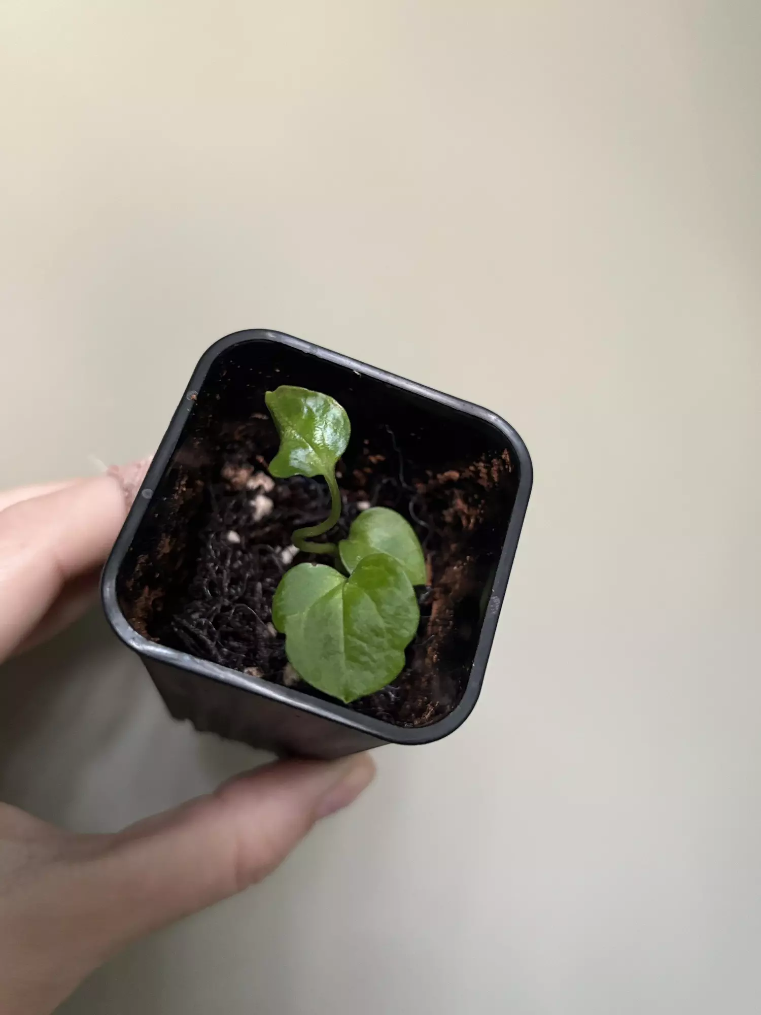 plant/RLxFS x NSE Portillae (max arroids / planty weeb)-0