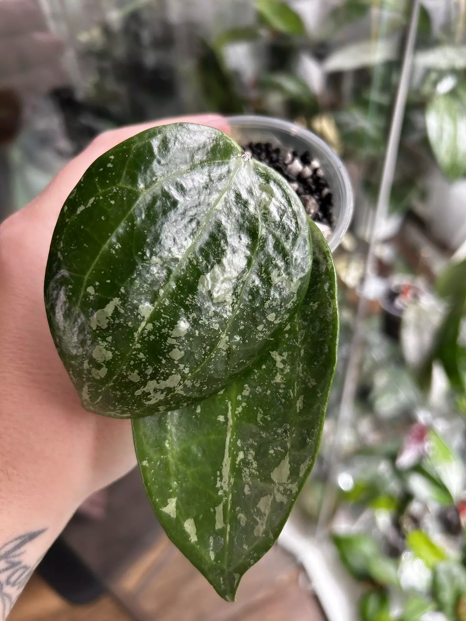 plant/Hoya Snow Leopard-1