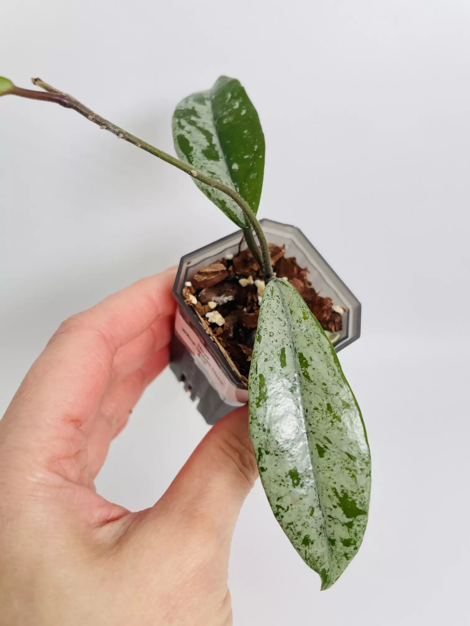 plant/Hoya Wilbur Graves China 0440-0