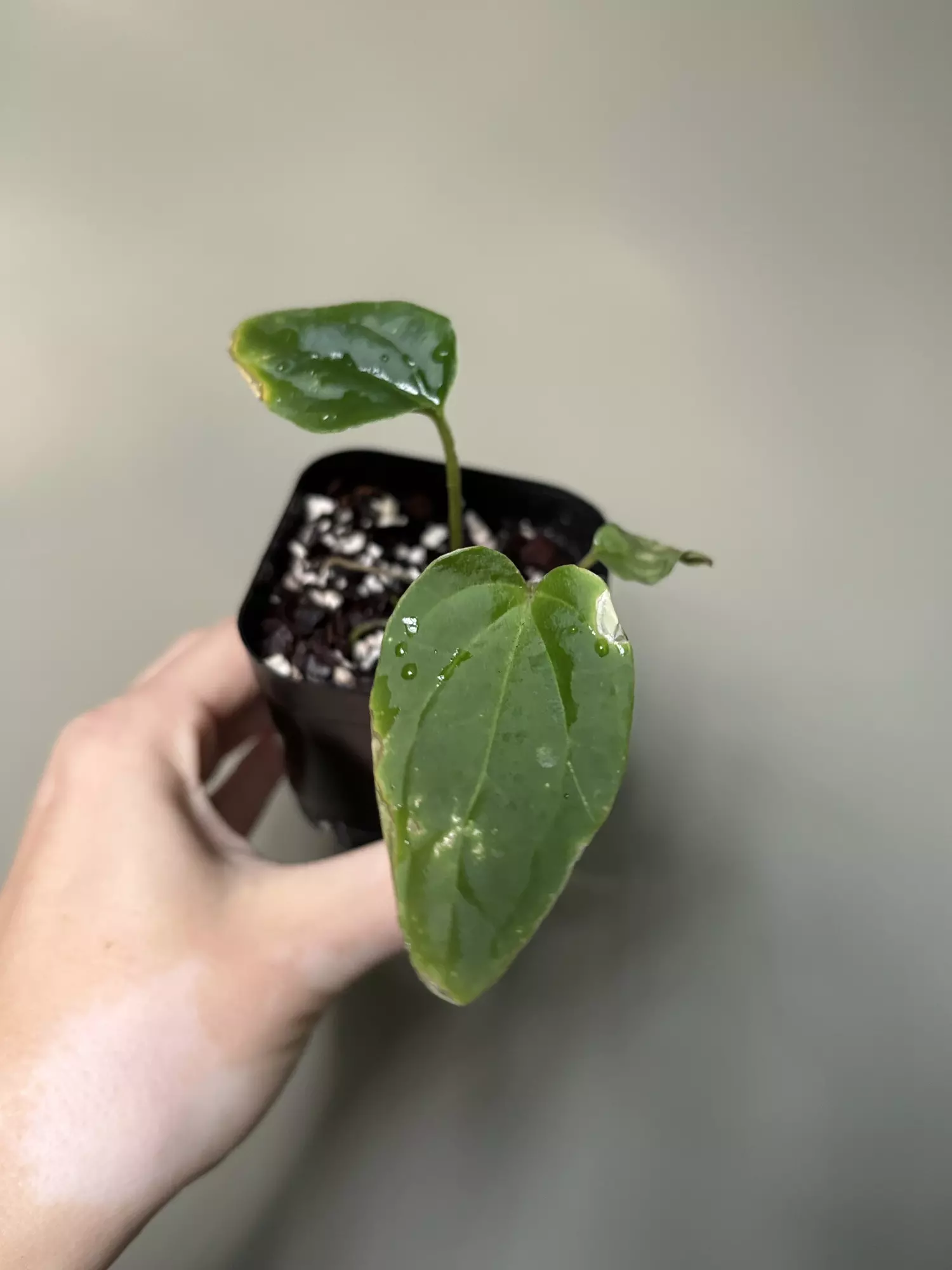 plant/Zara F4 x Debile (Max Aroids) -0
