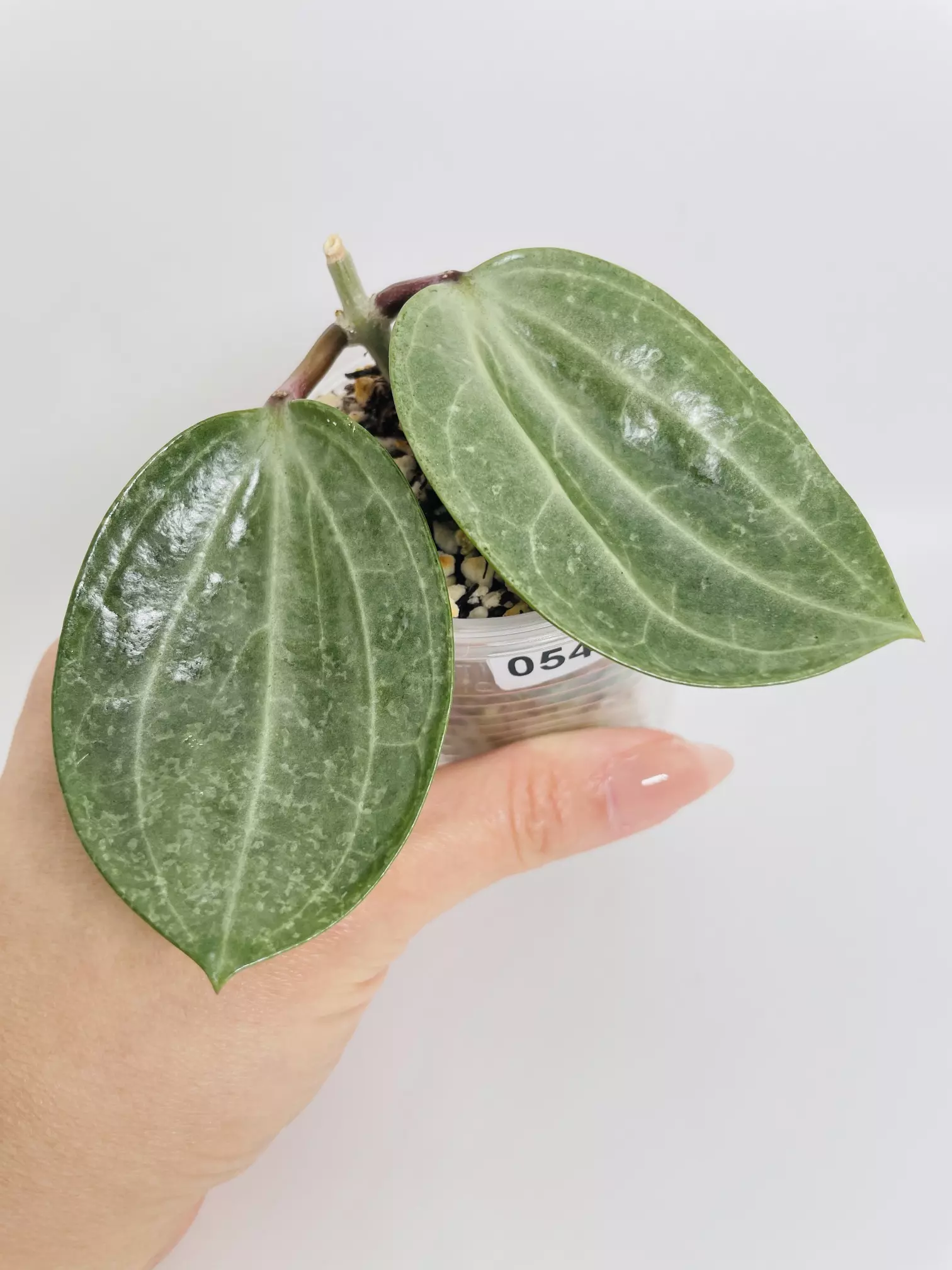 plant/Hoya Latifolia Silver 0542-0