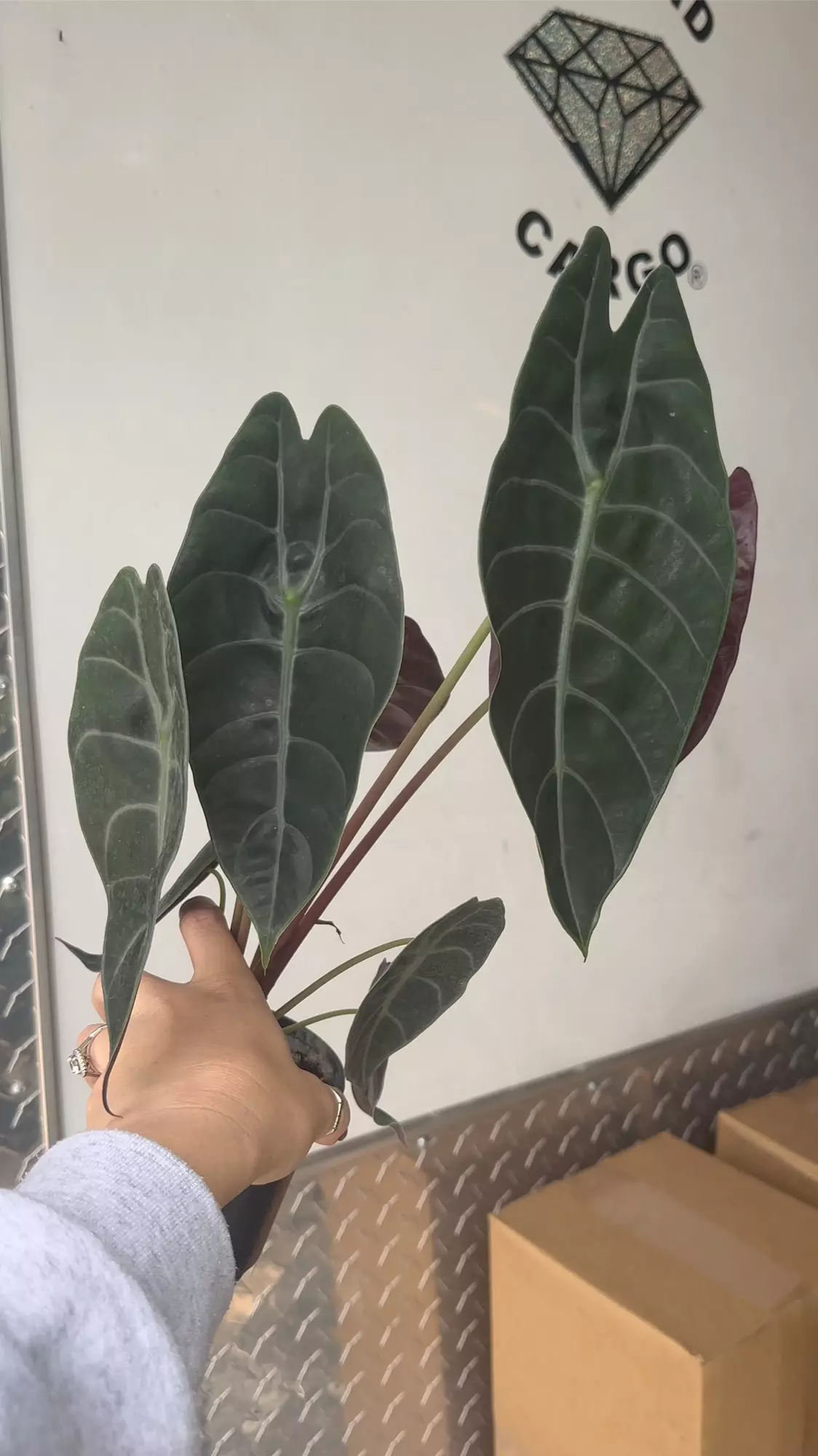 plant/Alocasia Sendenii exact plant-0