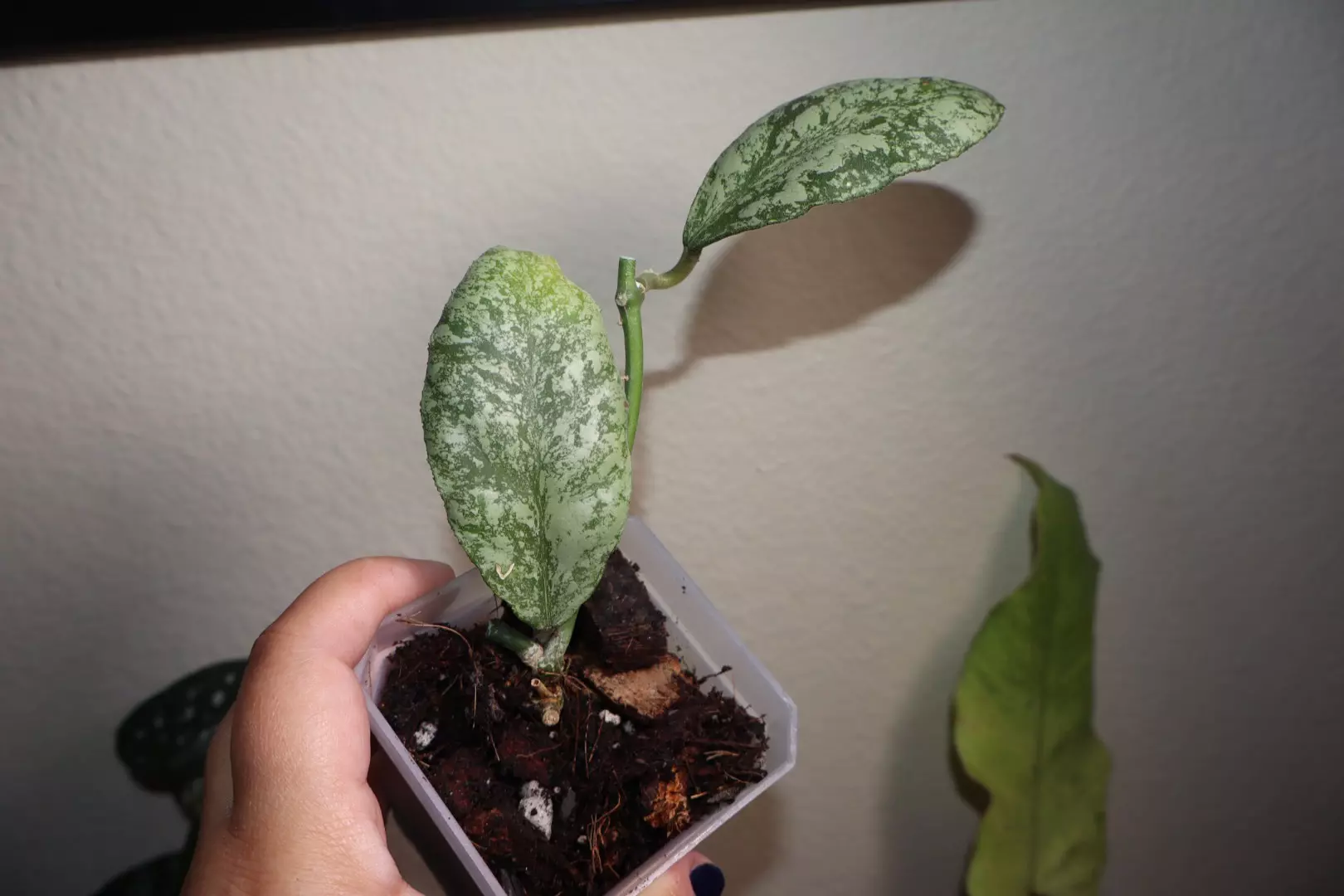 plant/Hoya Waymaniae “Cloudy Sky”-2