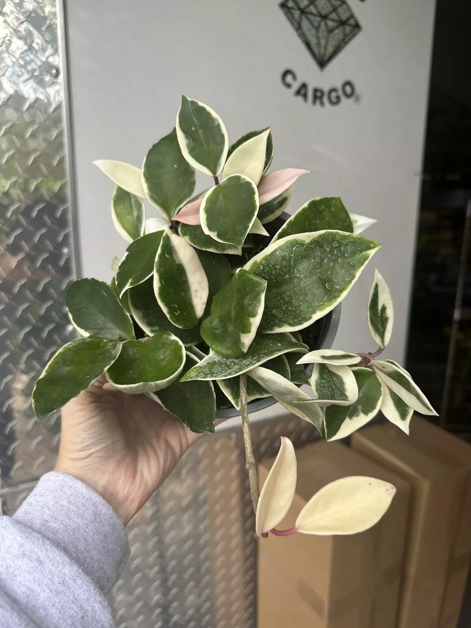 plant/Hoya snowball var 6” #2-0
