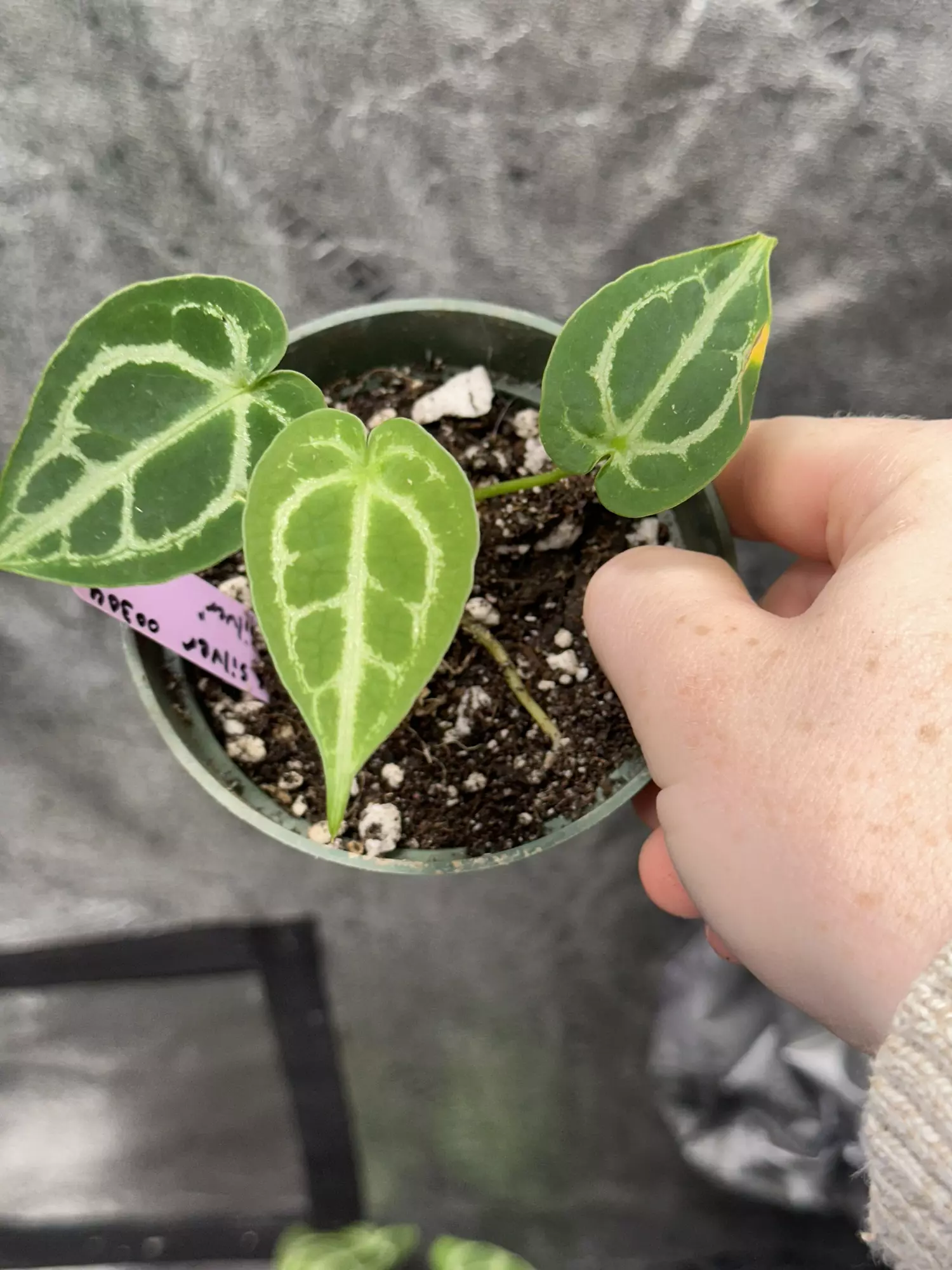 plant/Anthurium Selby’s Silver X Forgetii Silver-0
