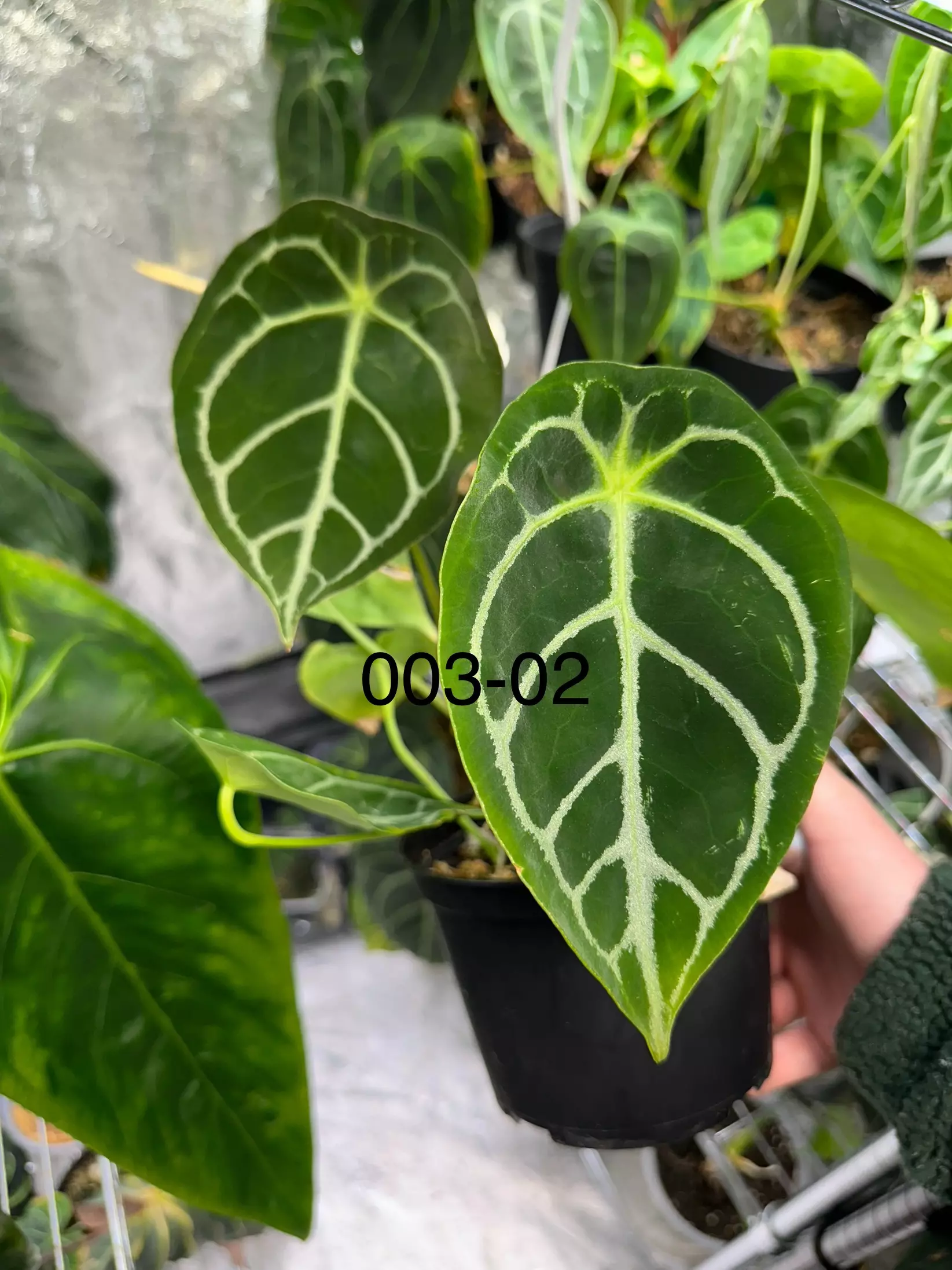plant/Anthurium Selby’s Silver X Forgetii Silver-2