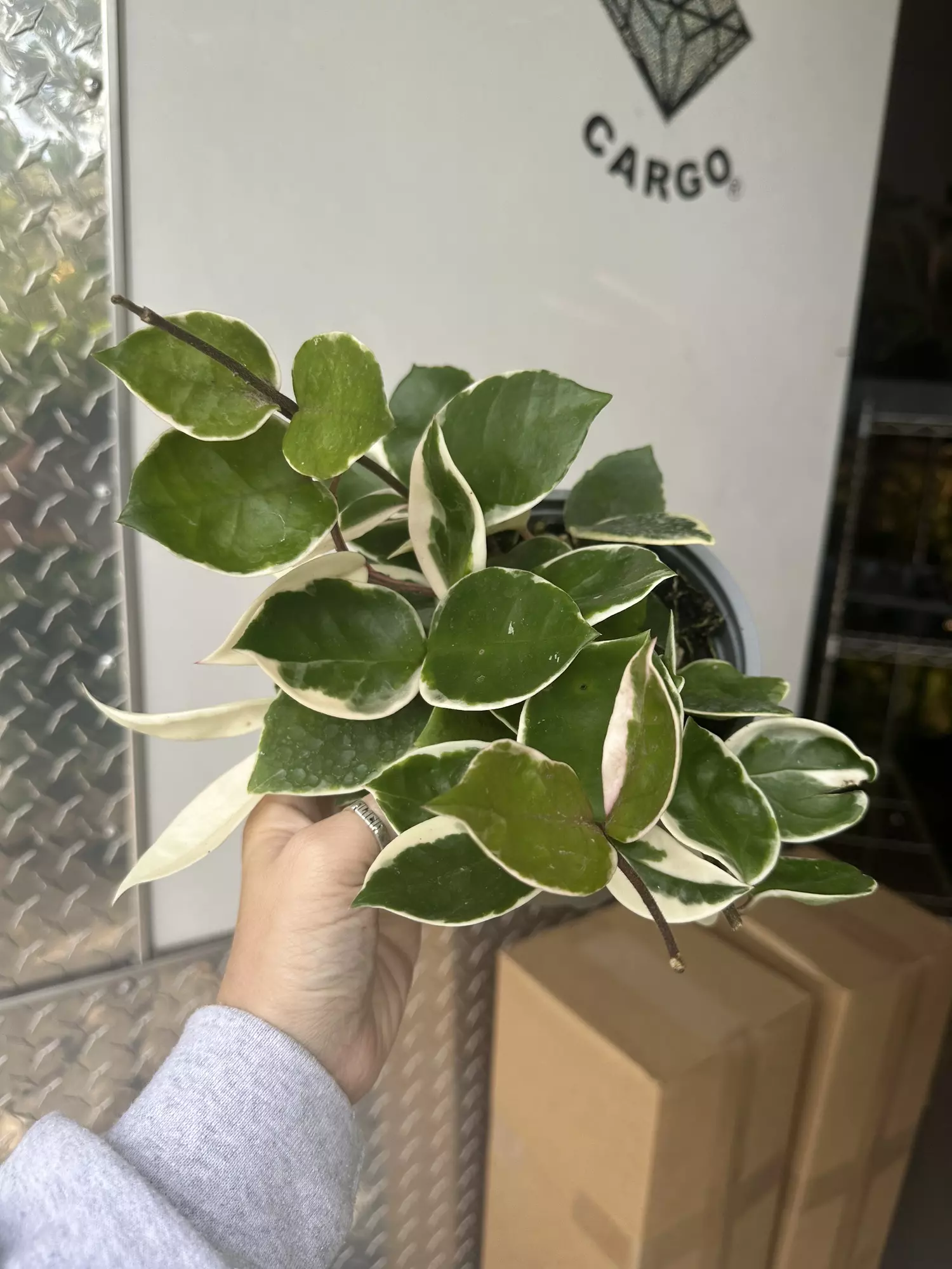plant/Hoya snowball var 6” #1-0