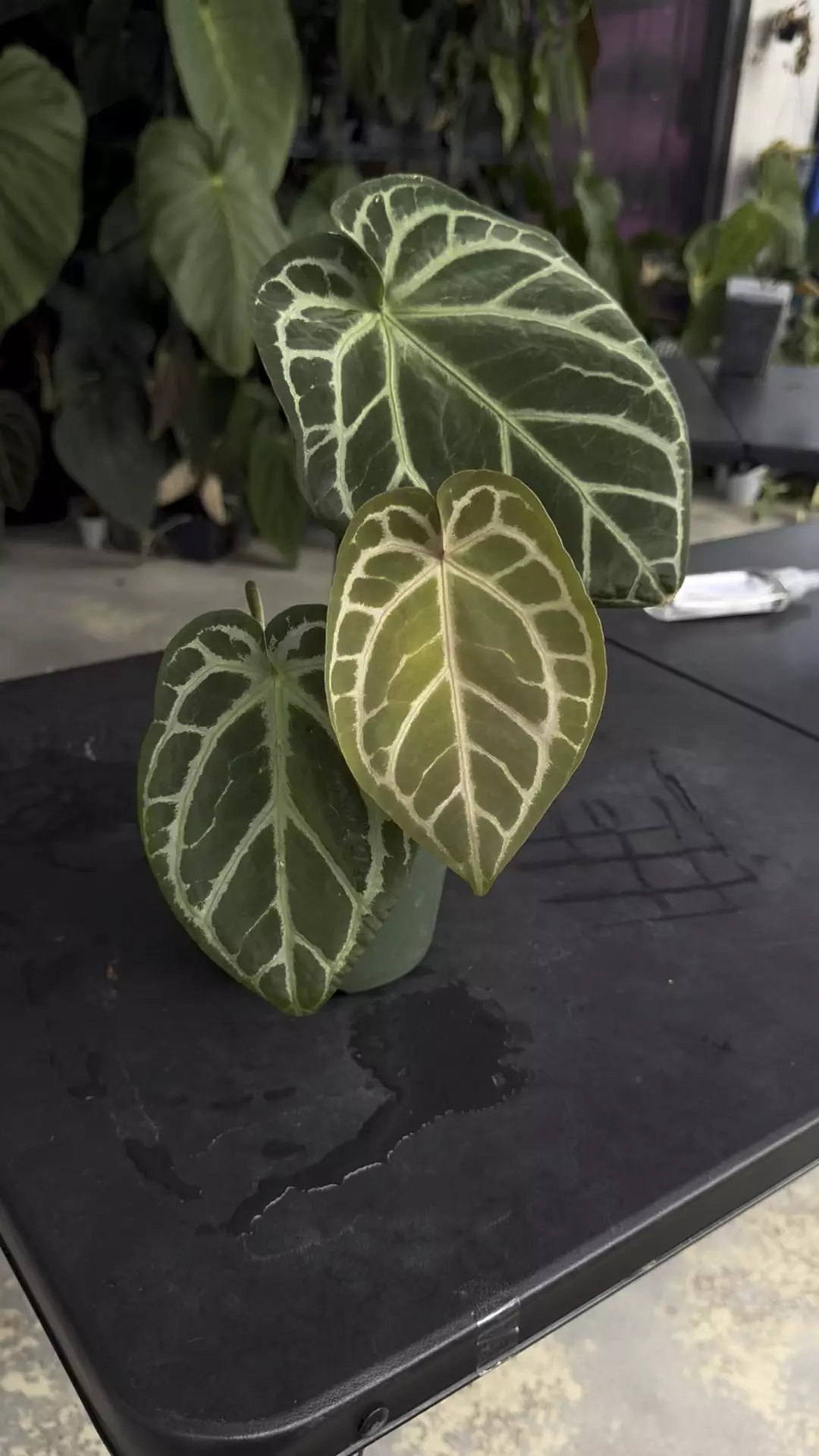 plant/SKG Red Crystal with Offset-1
