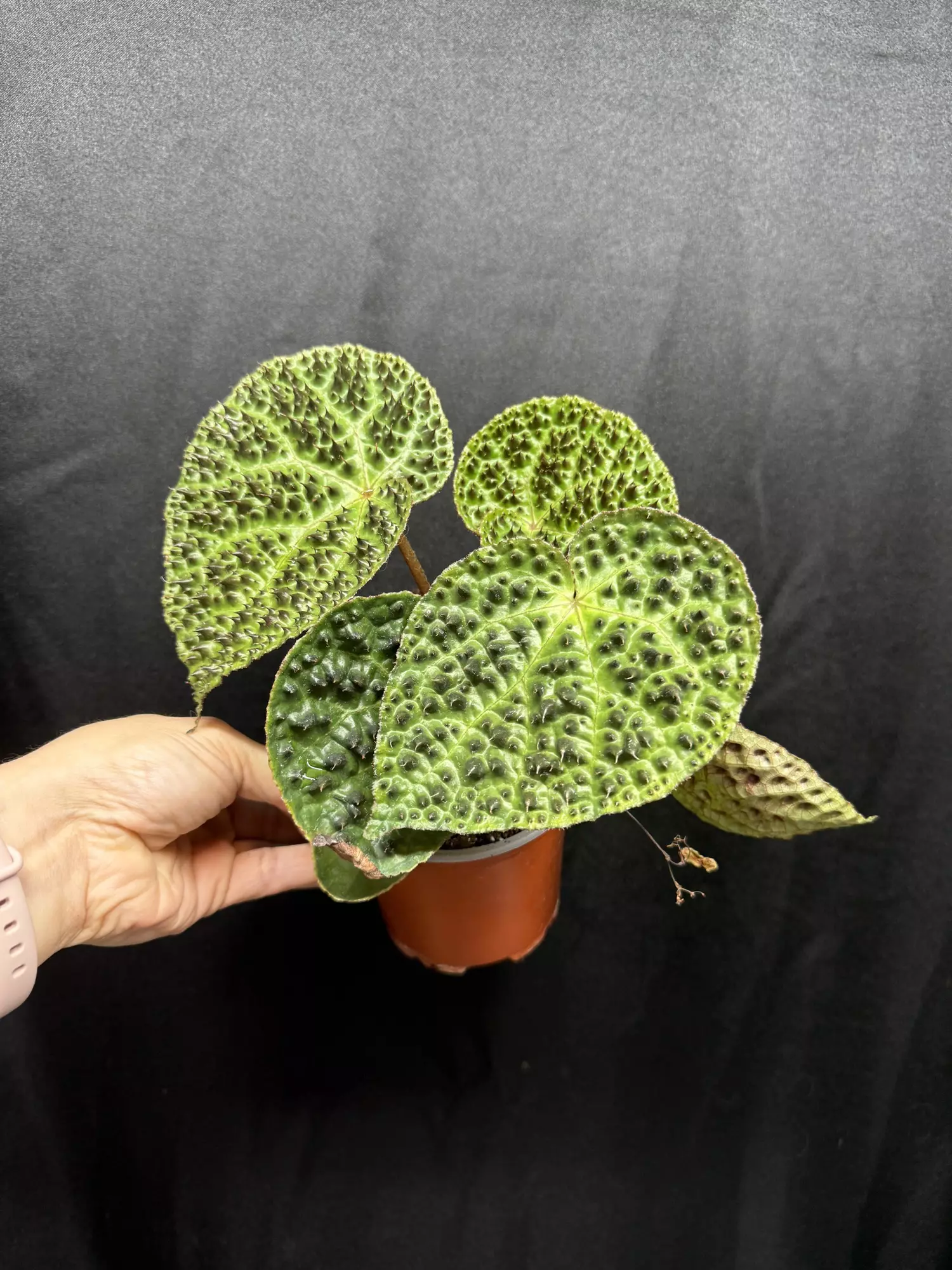 plant/Begonia Ferox-0