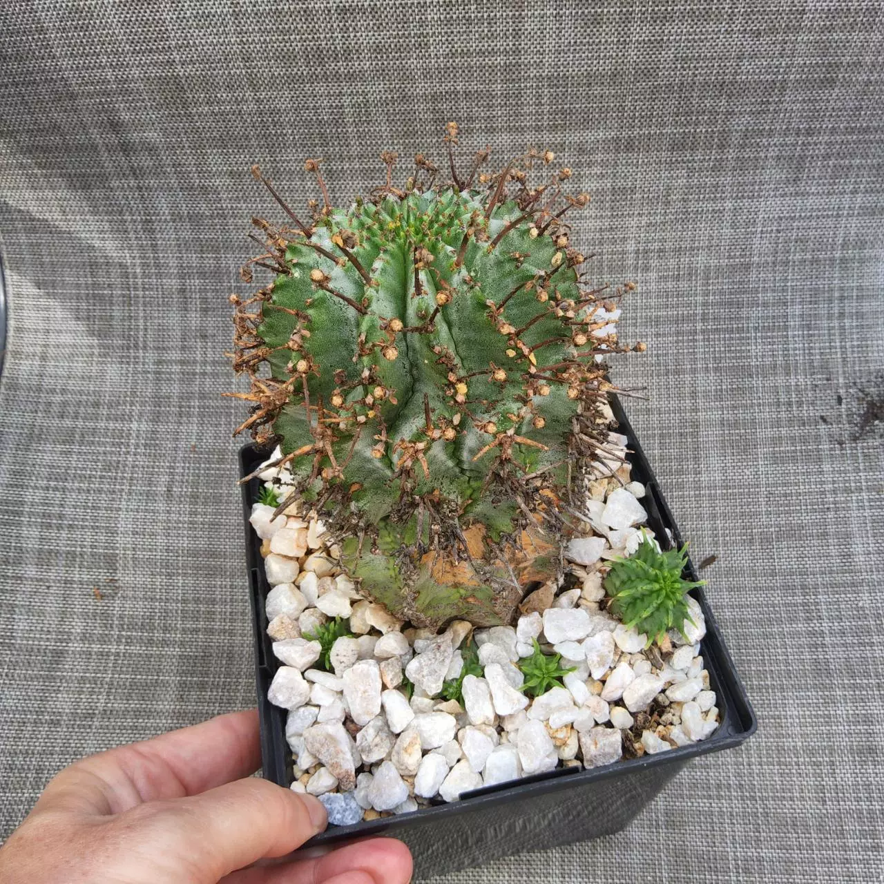 plant/Euphorbia tubiglans x horrida in 1 gallon-0