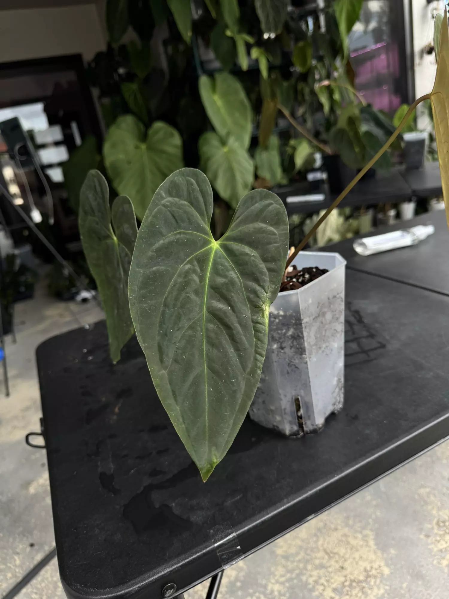 plant/Anthurium Wuhoo First Night  x RC Port-2