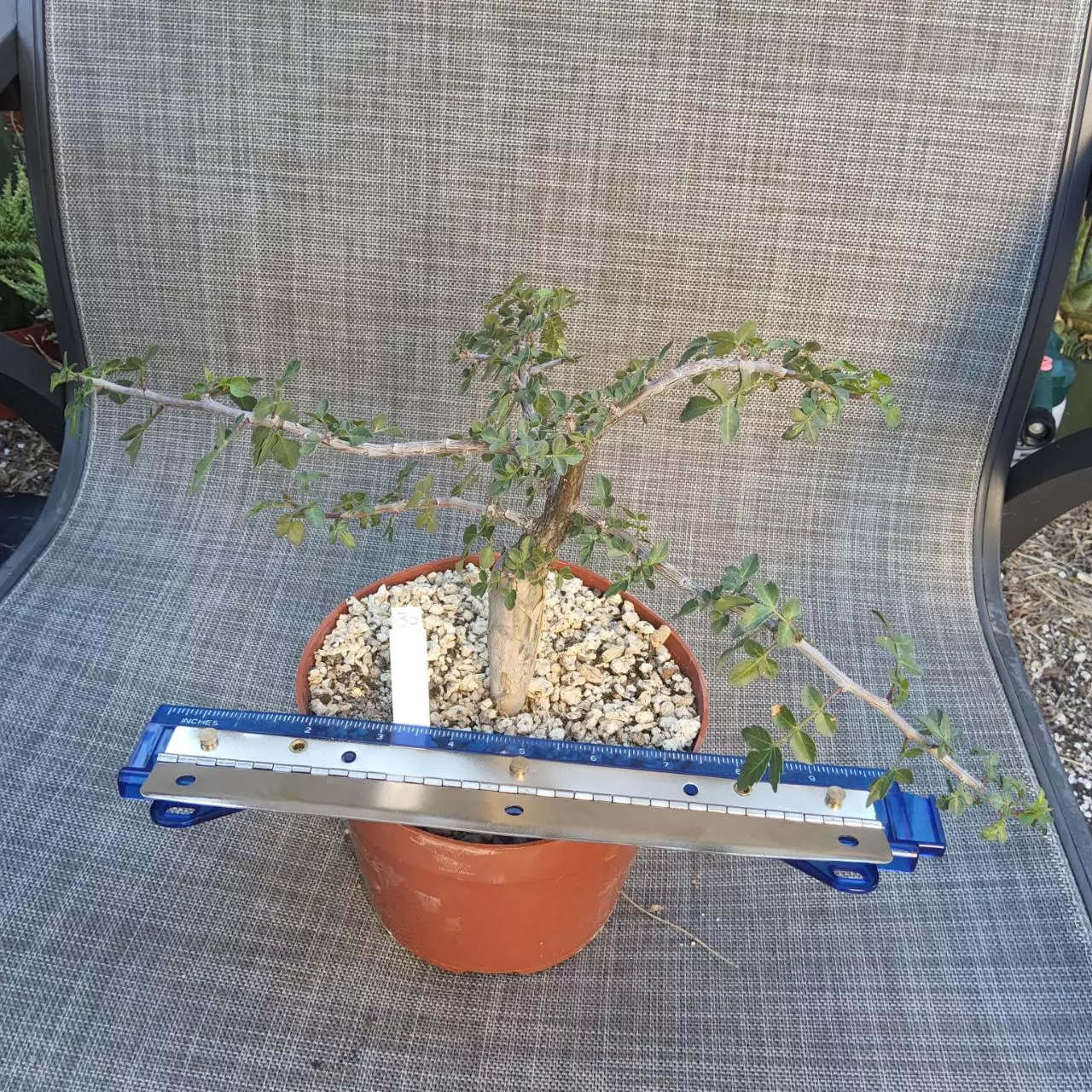 plant/30. Bursera fagaroides in 6"-2