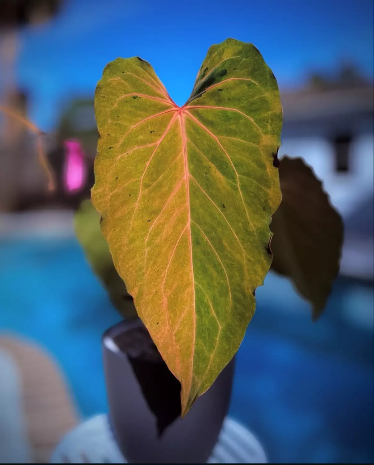 plant/Mint var-Aos x variegated blue velvet seedling-3