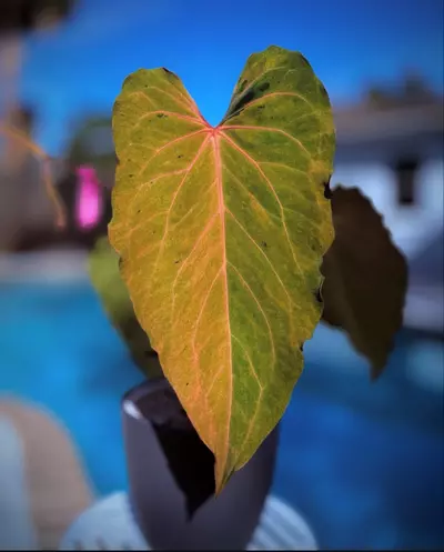 plant/Mint var-Aos x variegated blue velvet seedling-3-thumbnail