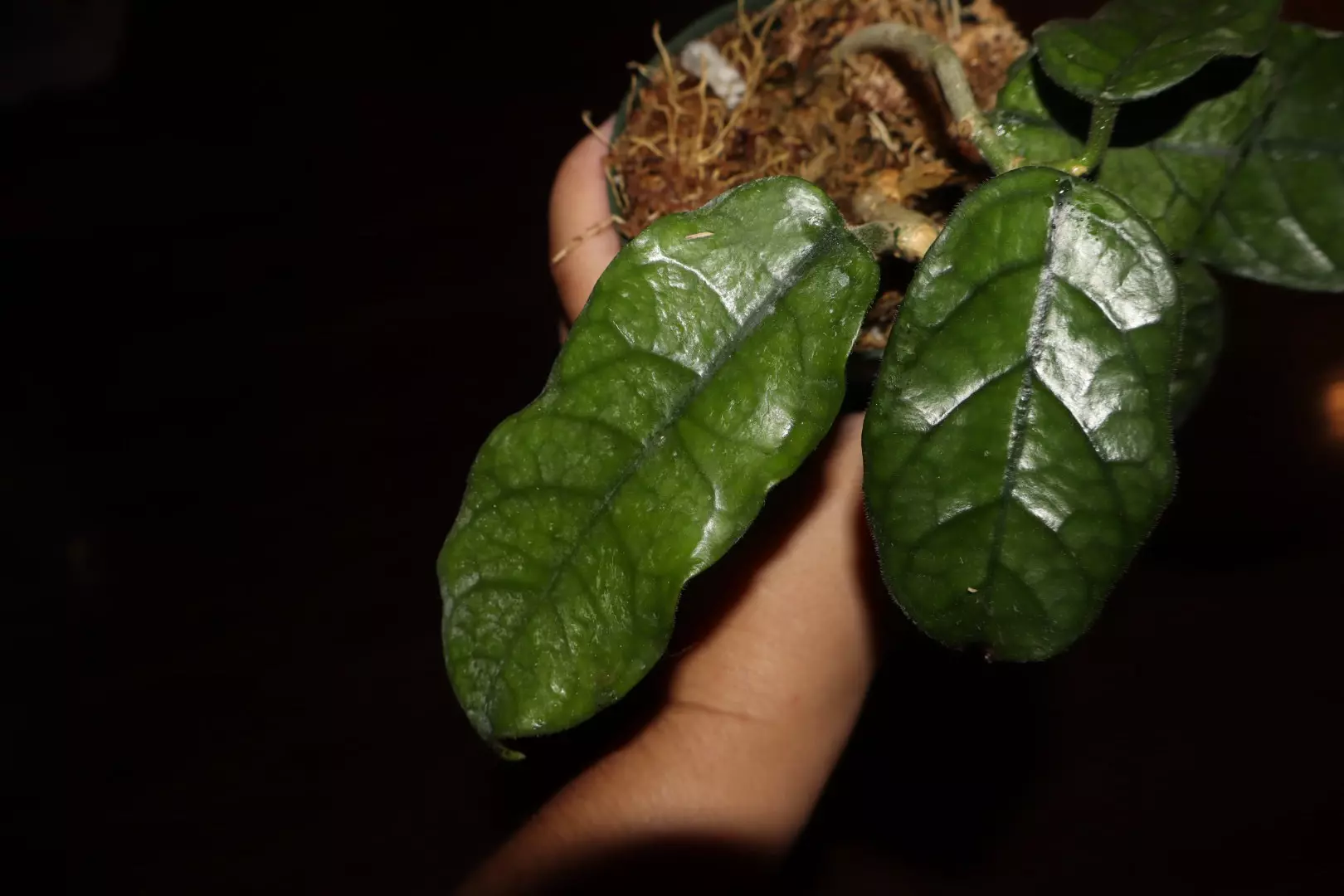 plant/Hoya Villosa-1