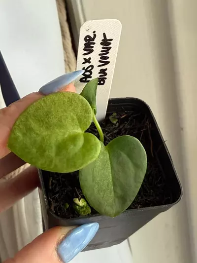 plant/Mint var-Aos x variegated blue velvet seedling-0-thumbnail