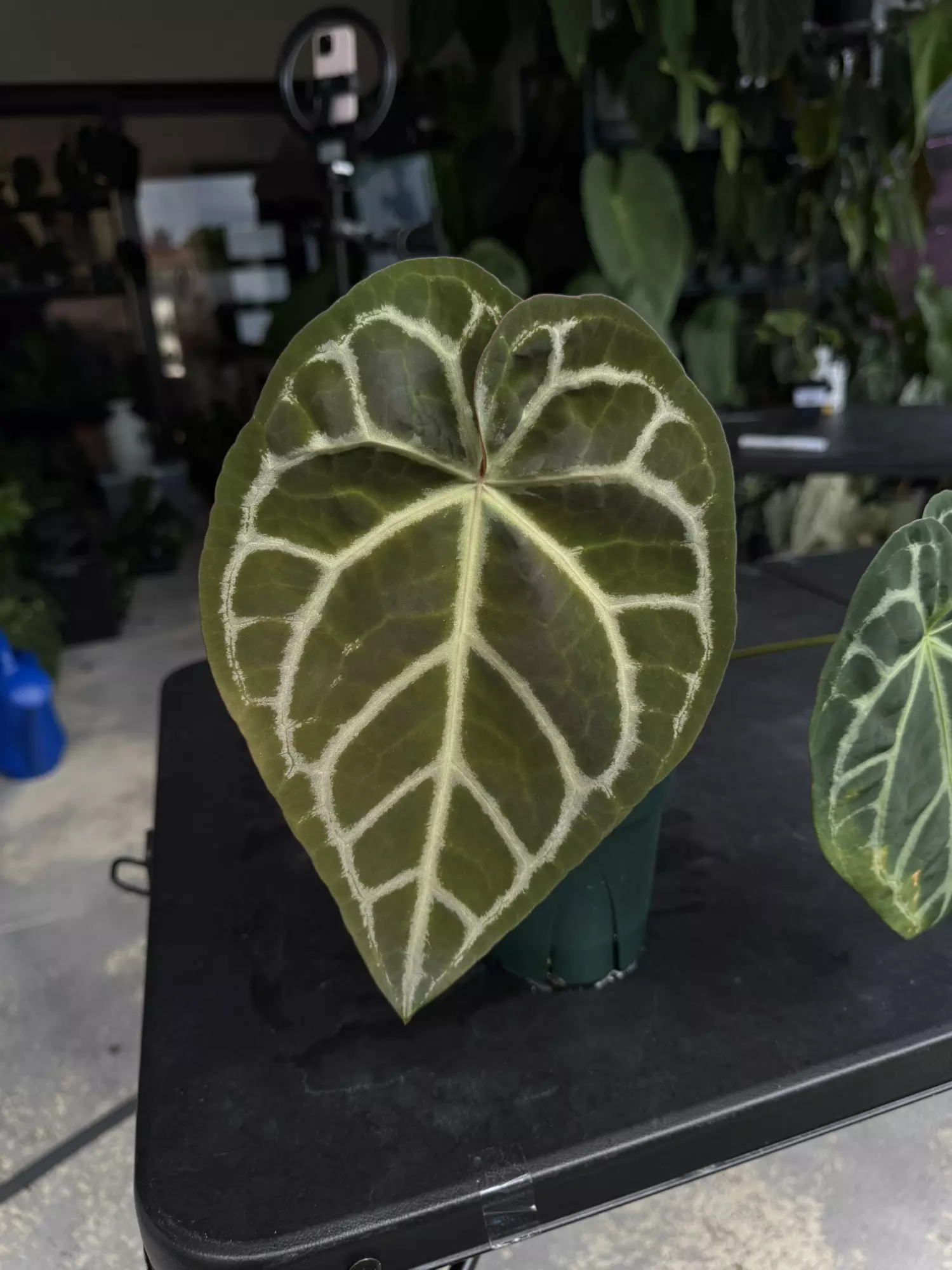 plant/Anthurium Brielle-0
