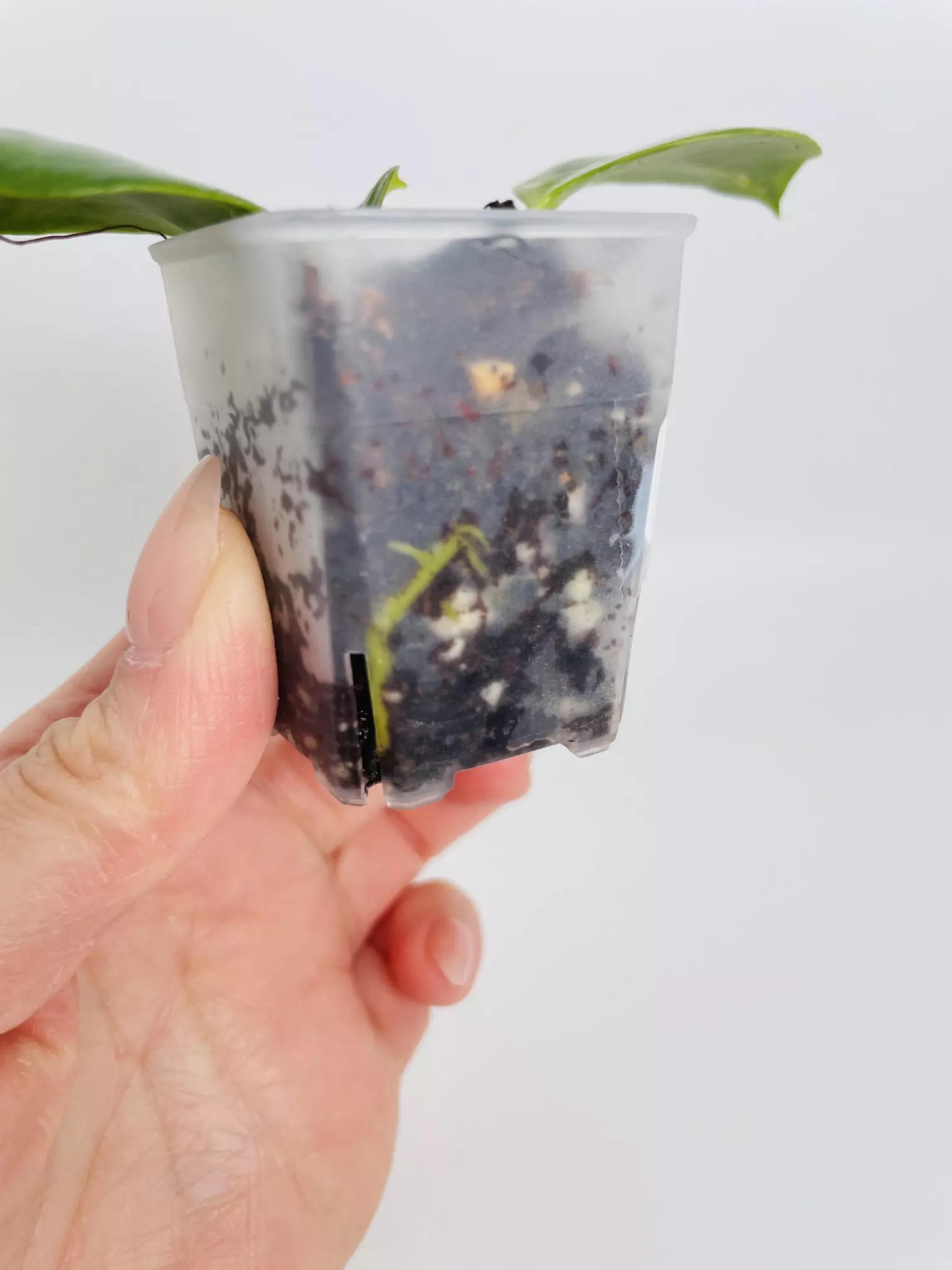 plant/Hoya Obscura Albo (outer var.) 0450-2