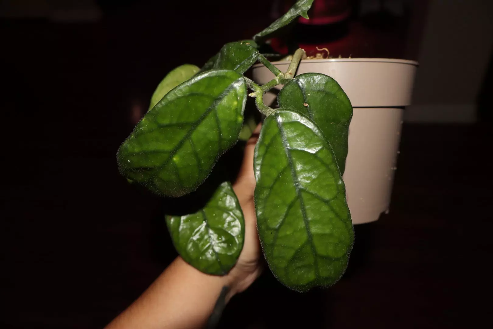 plant/Hoya Villosa-1