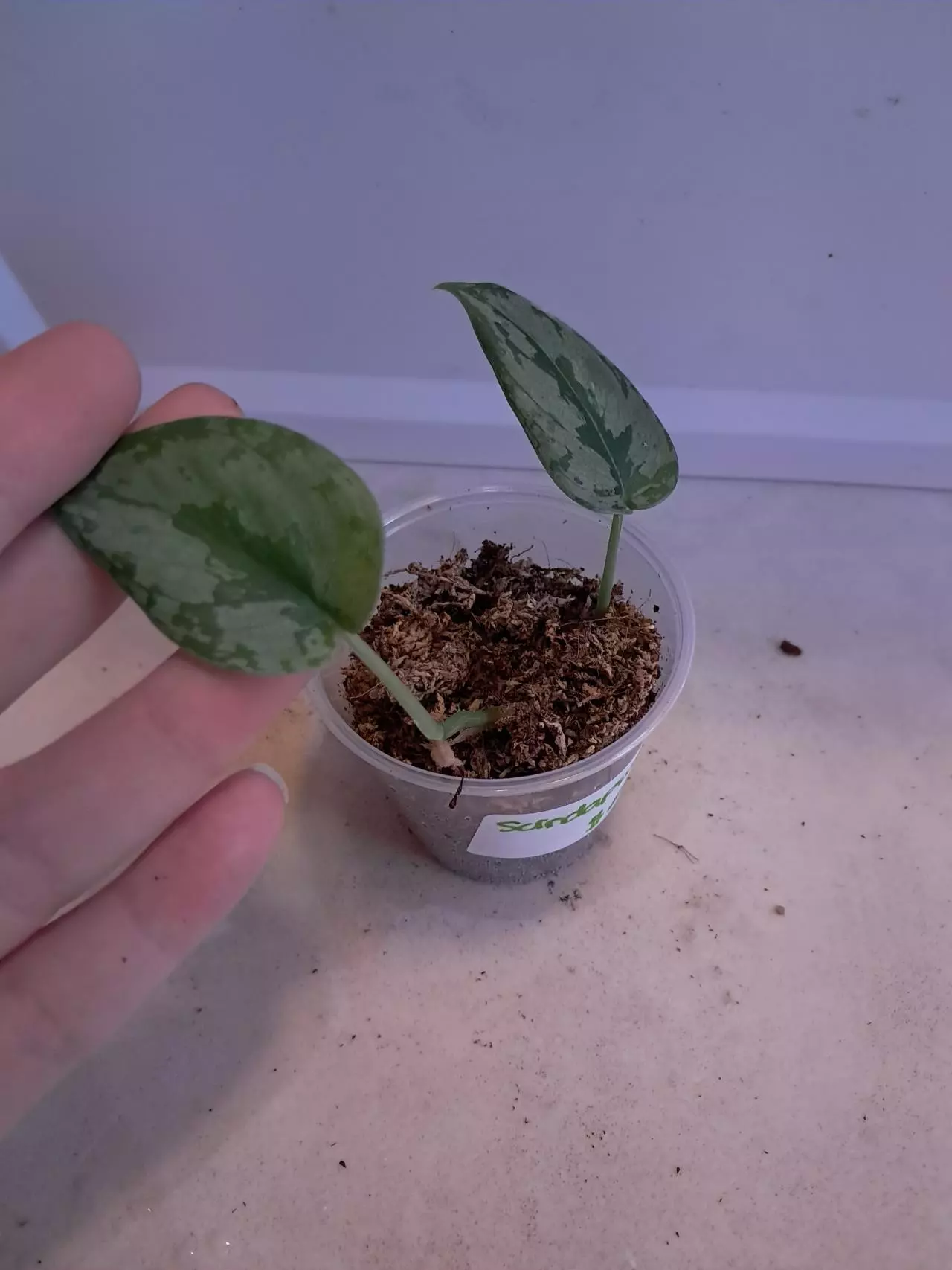 plant/Scindapsus Curlew!-0
