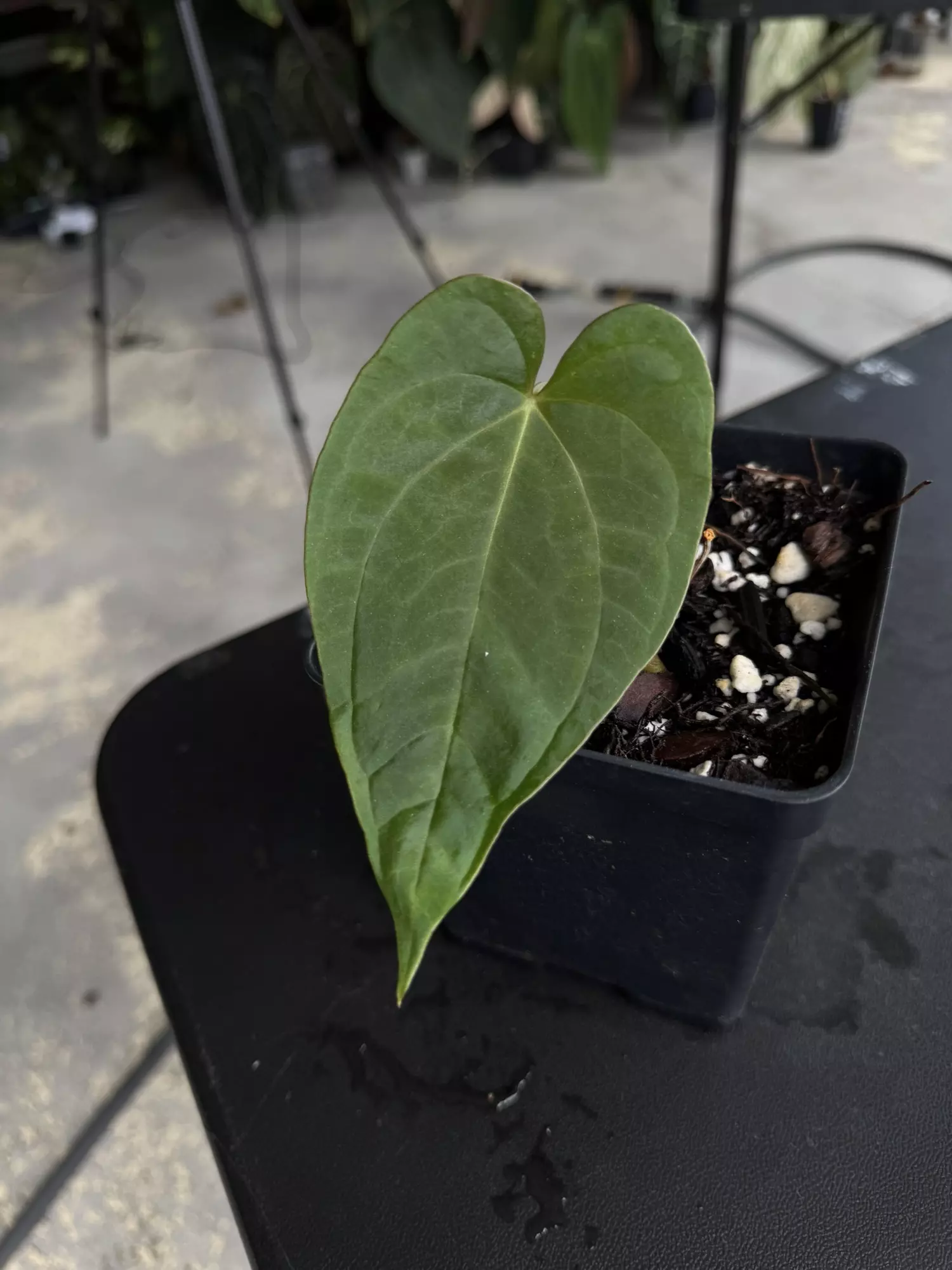 plant/Tezula Anthurium Carla BVEP Butt Cut Rehab-0