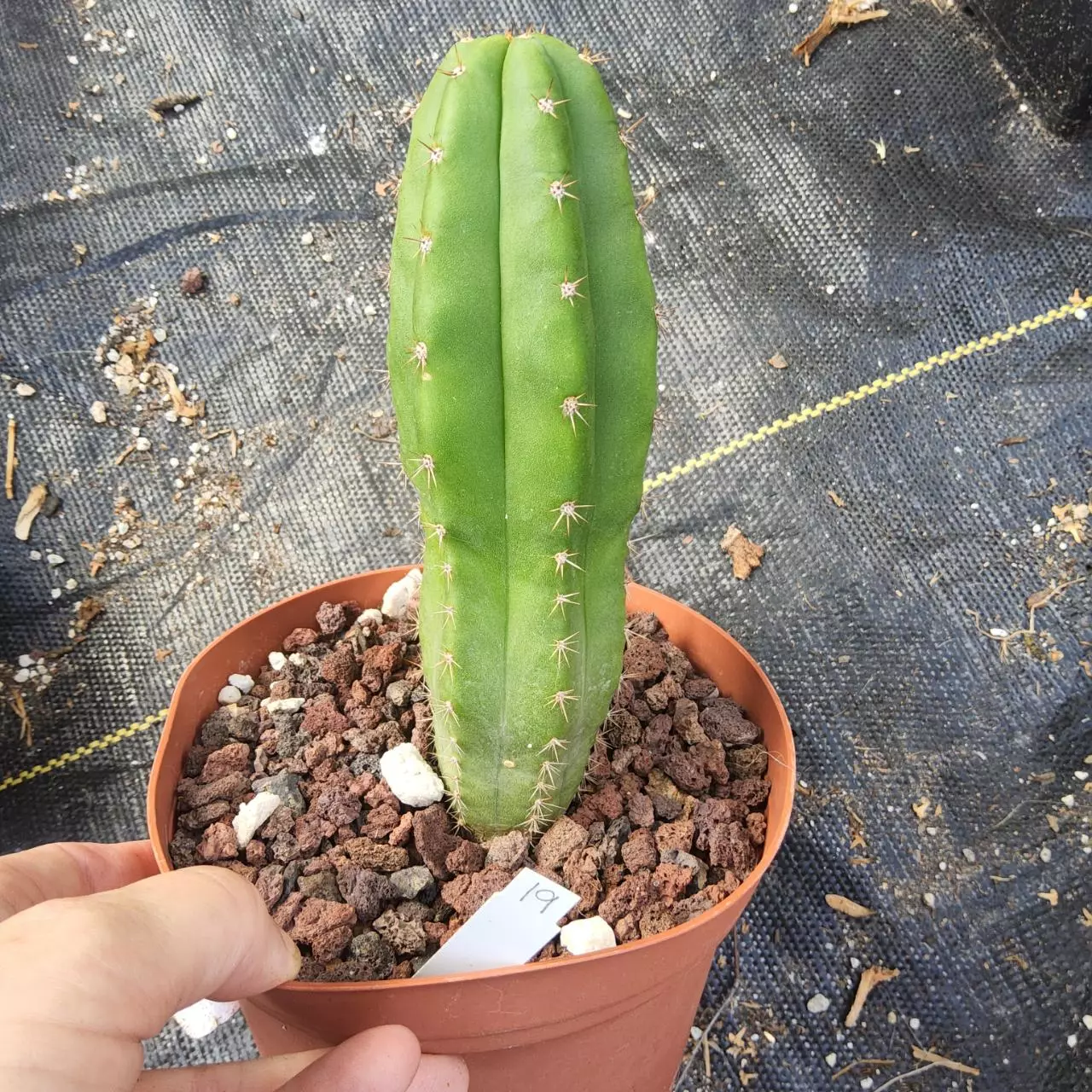 plant/Trichocereus js444 x pachanoi in 6"-0