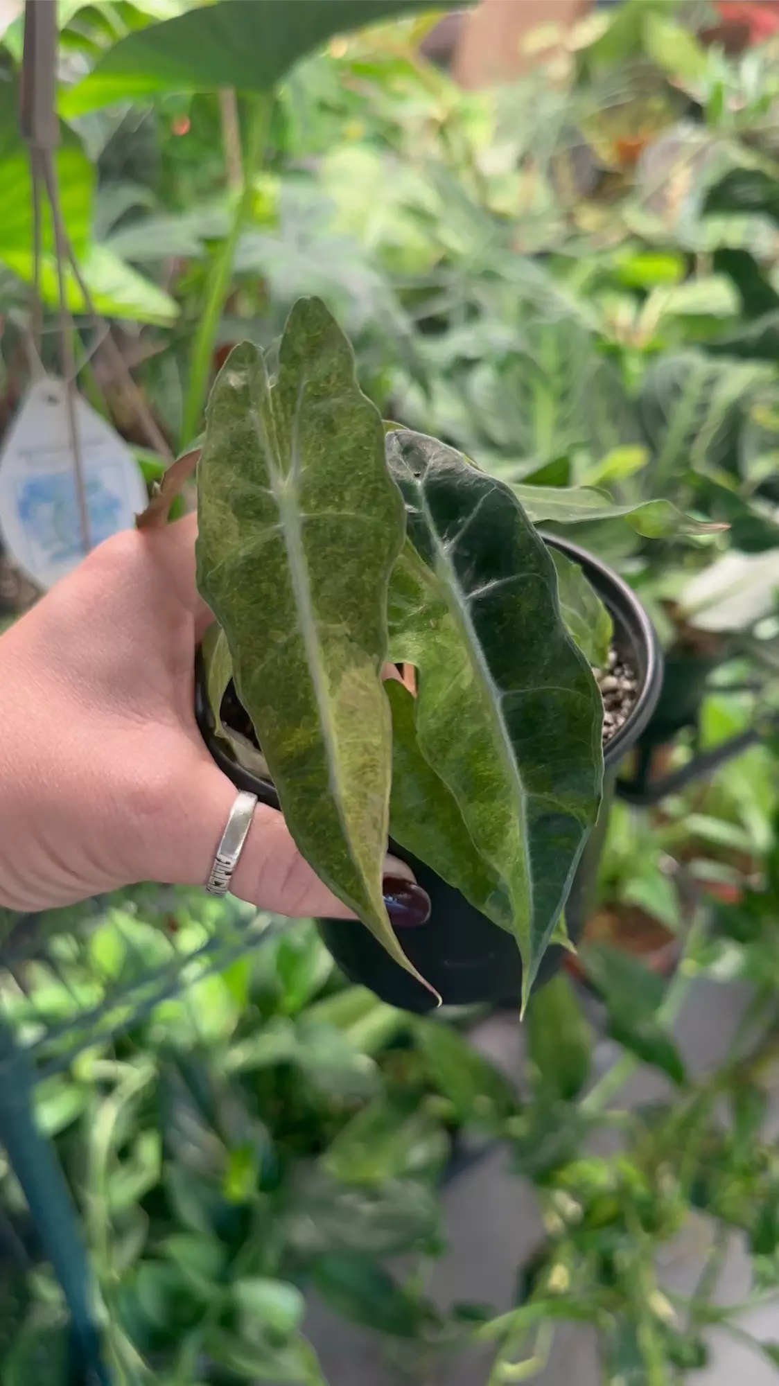 plant/Alocasia Polly variegated #2-0