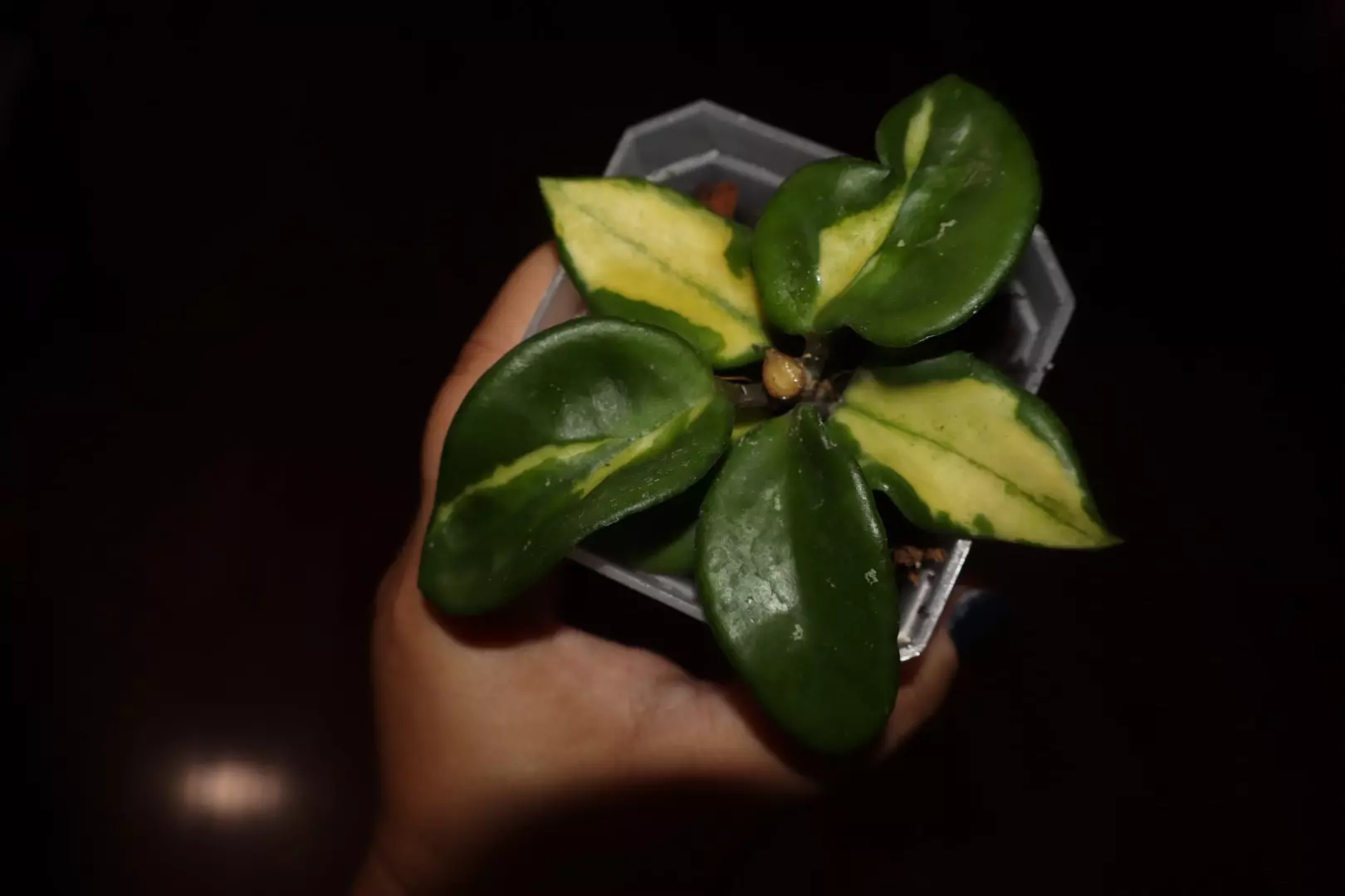 plant/Hoya Carnosa Brazil-0