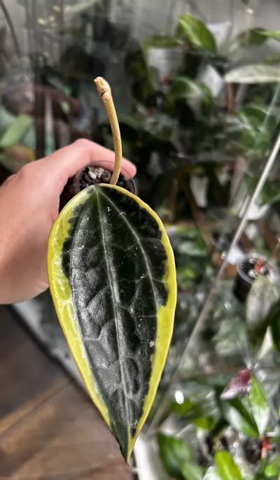 plant/Hoya Macrophylla Variegated UNROOTED CUTTING-0-thumbnail
