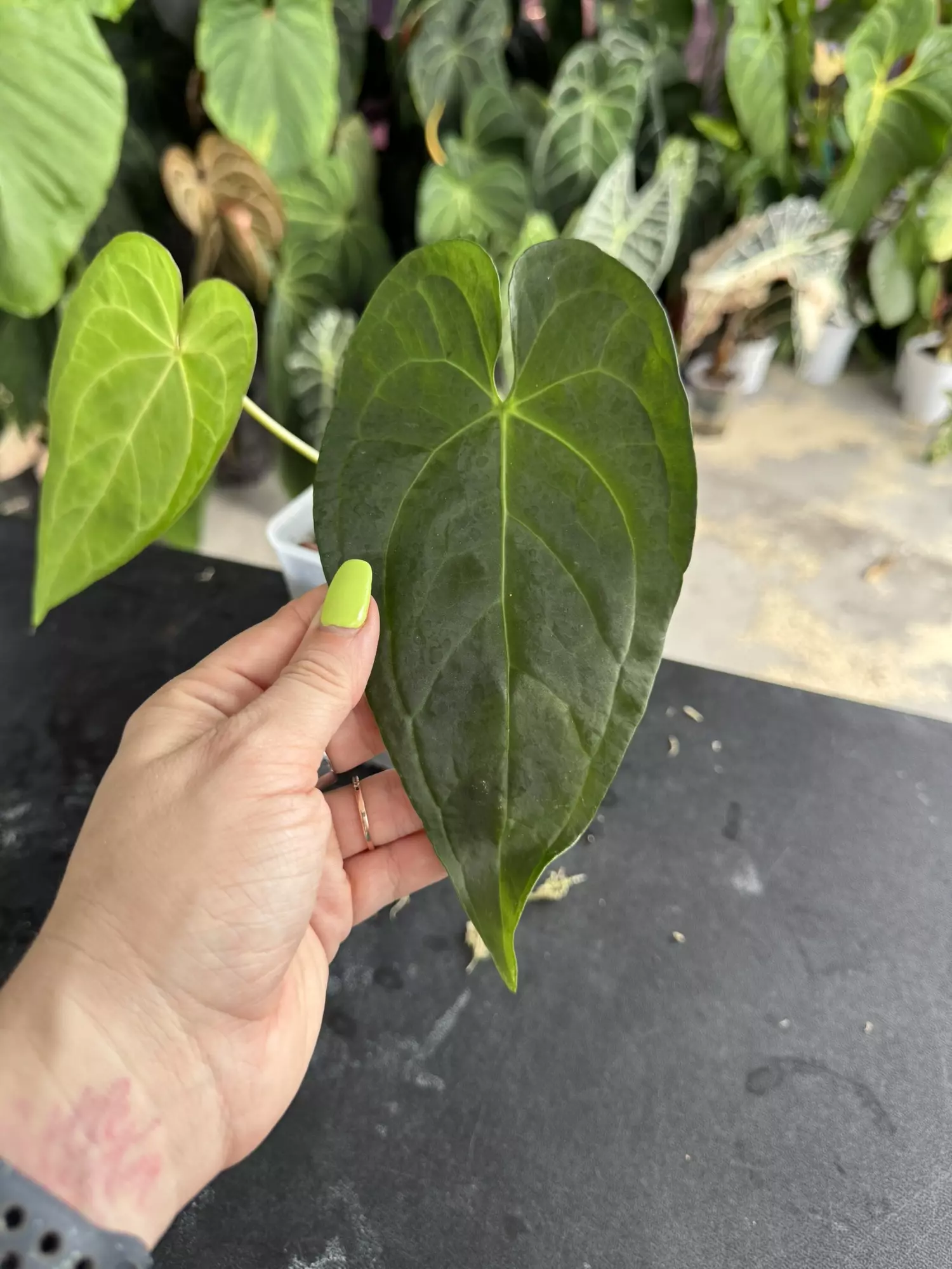 plant/Tezula Anthurium Rioclarense x Pap Ree Gardens Clone-0
