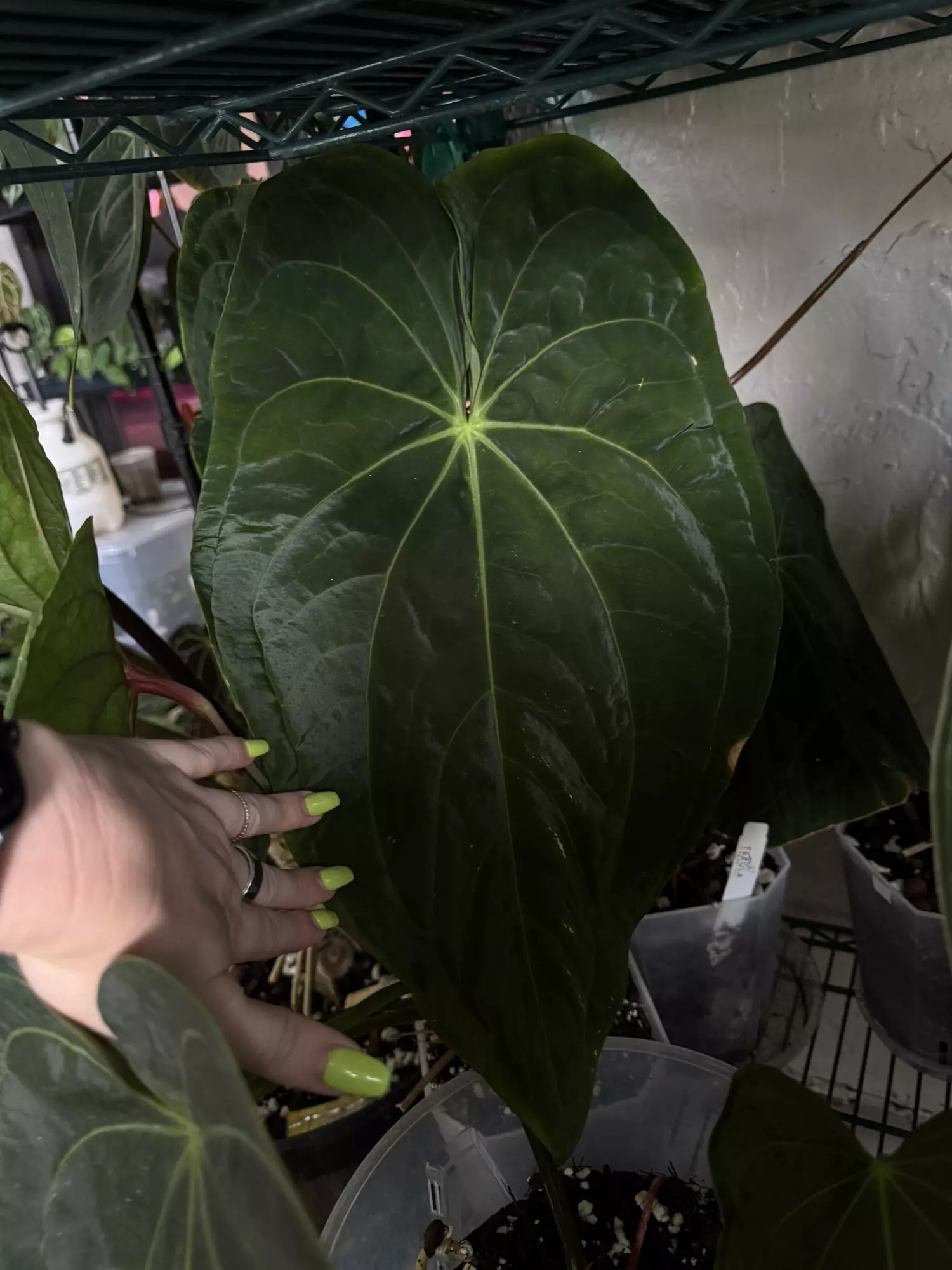 plant/Tezula Anthurium Rioclarense x Pap Ree Gardens Clone-1