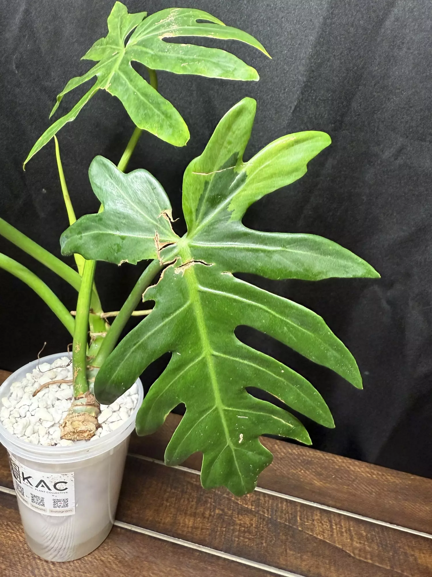 plant/Philodendron Radiatum Variegated-0