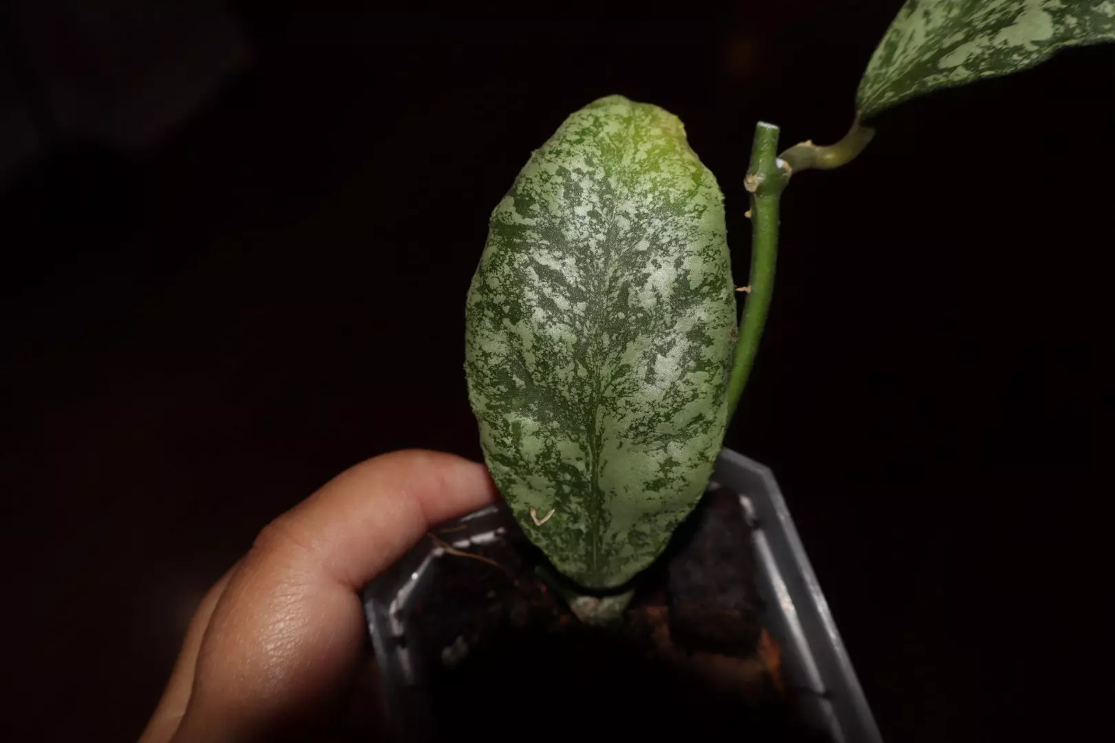 plant/Hoya Waymaniae “Cloudy Sky”-1