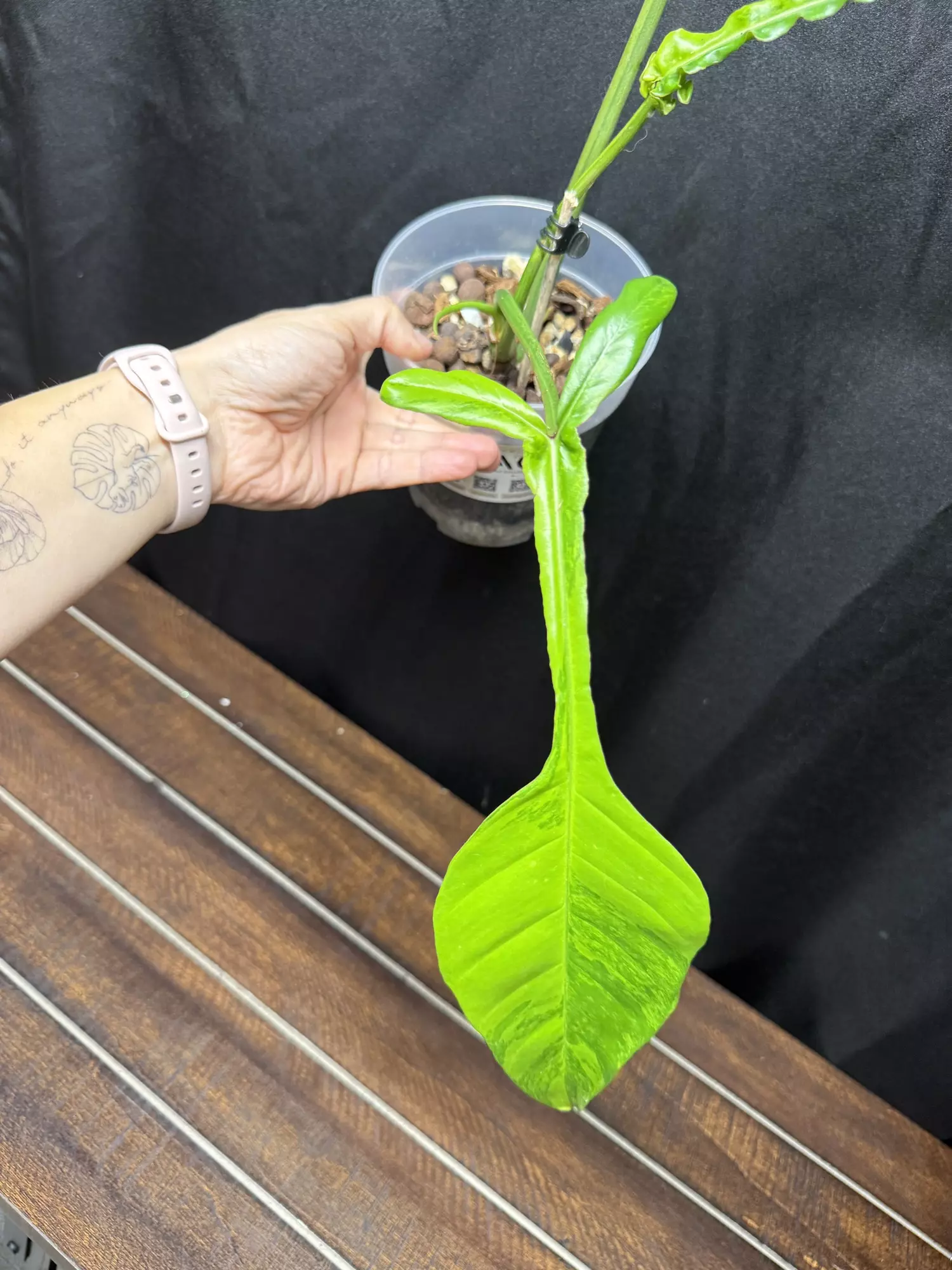 plant/Philodendron Joepii GoG-1