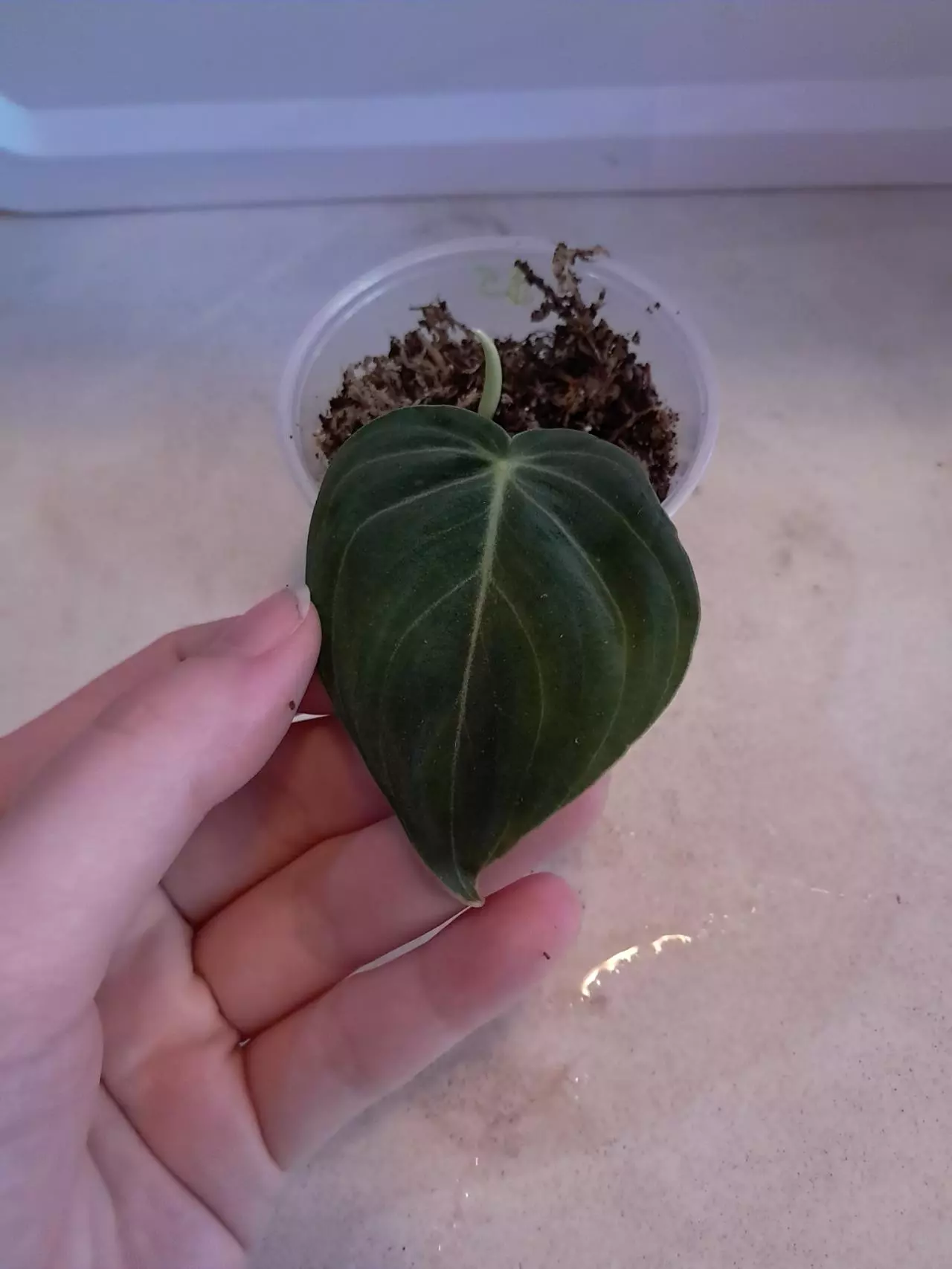 plant/Variegated Melano!-0