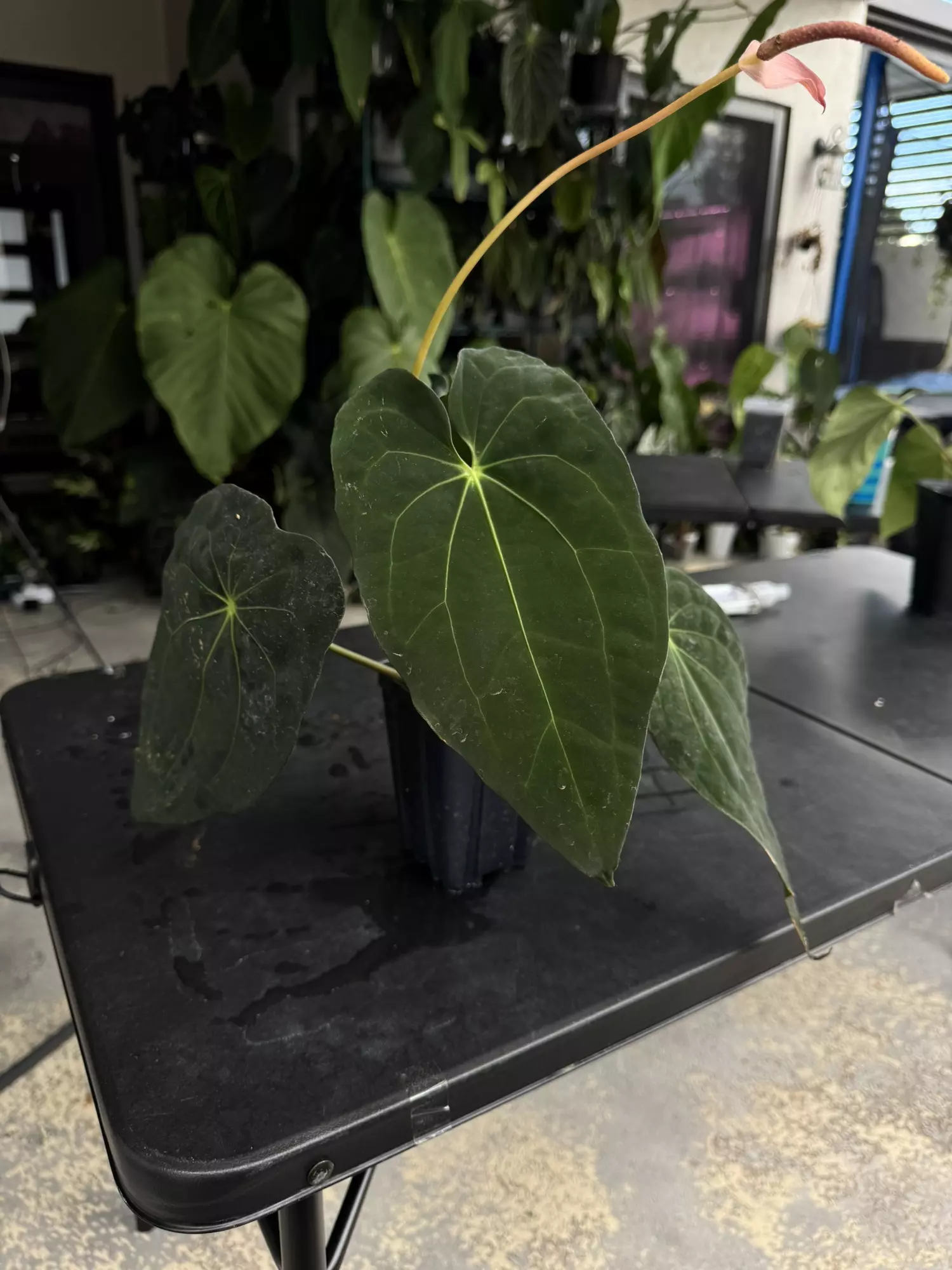 plant/Tezula Anthurium Carla BVEP-0